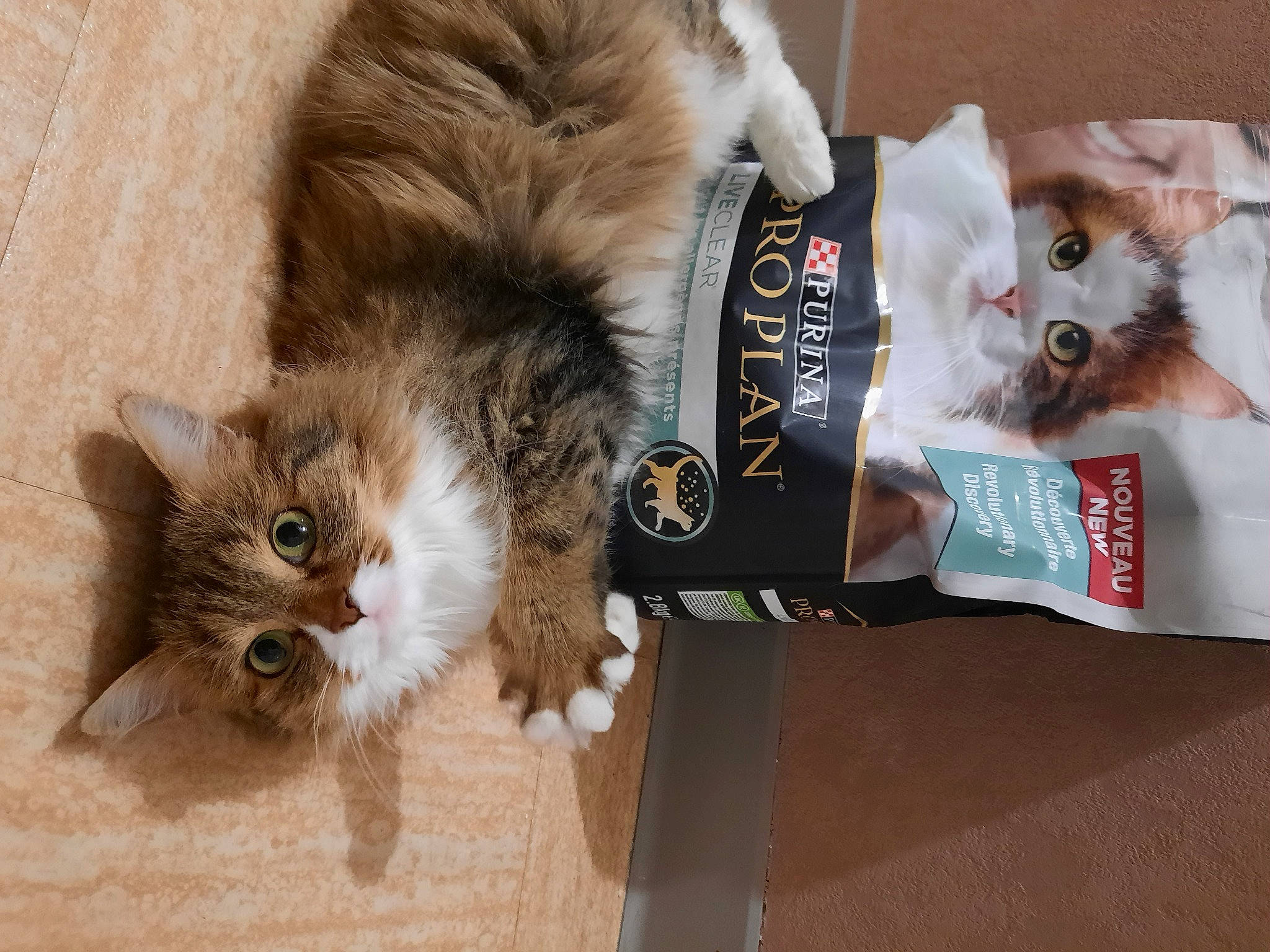 Gimli a rejoint le concours — aidez-le/la à gagner de superbes lots ! british_longhair, canidae, cardboard, carnivore, cat, claw, companion_dog, domestic_short_haired_cat, fawn, felidae, flooring, fur, mammal, paw, small_to_medium_sized_cats, snout, tail, toy, vertebrate, whiskers