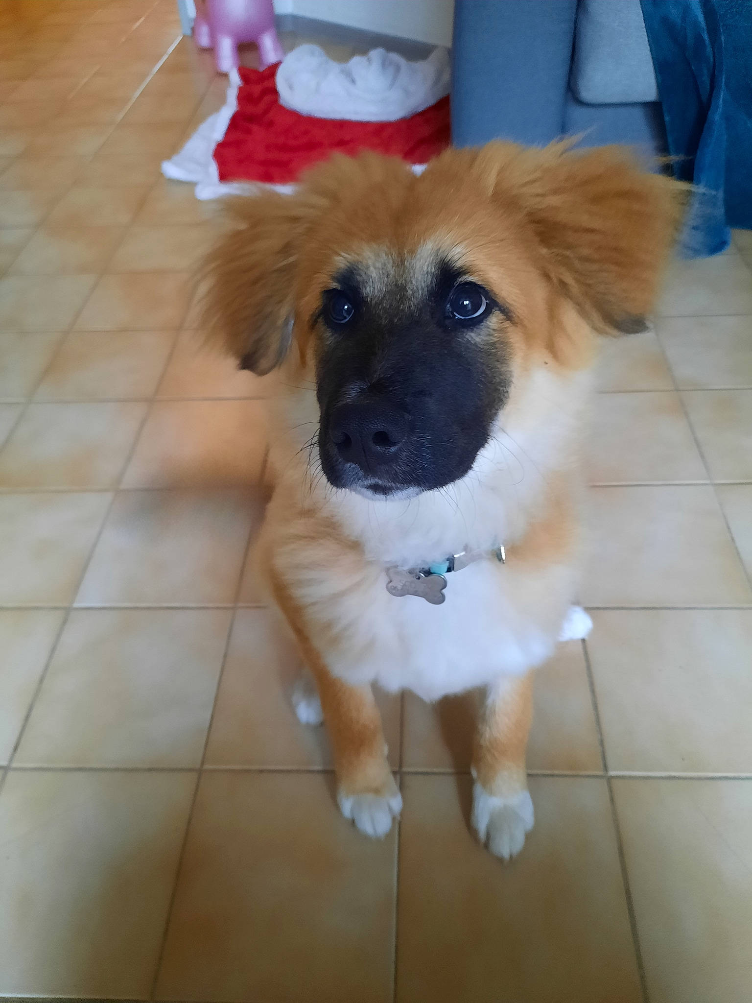 Scotty a rejoint le concours — aidez-le/la à gagner de superbes lots ! canidae, carnivore, companion_dog, dog, dog_breed, dog_supply, fawn, floor, flooring, fur, hardwood, paw, pet_supply, snout, sporting_group, tile_flooring, whiskers, working_animal, working_dog