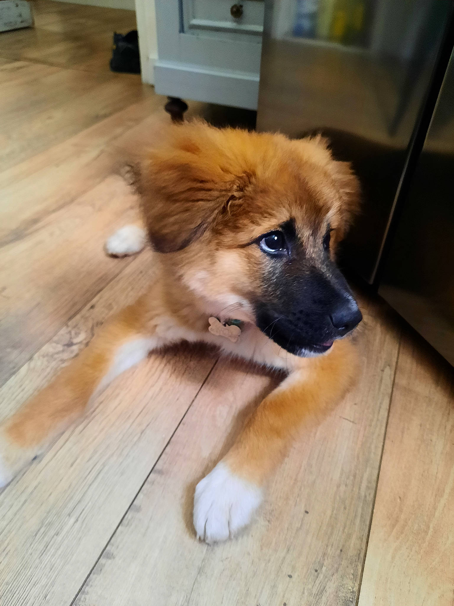 Scotty a rejoint le concours — aidez-le/la à gagner de superbes lots ! cabinetry, carnivore, companion_dog, dog, dog_breed, fawn, floor, flooring, fur, hardwood, liver, plank, snout, sporting_group, varnish, whiskers, wood, wood_flooring, wood_stain, working_animal