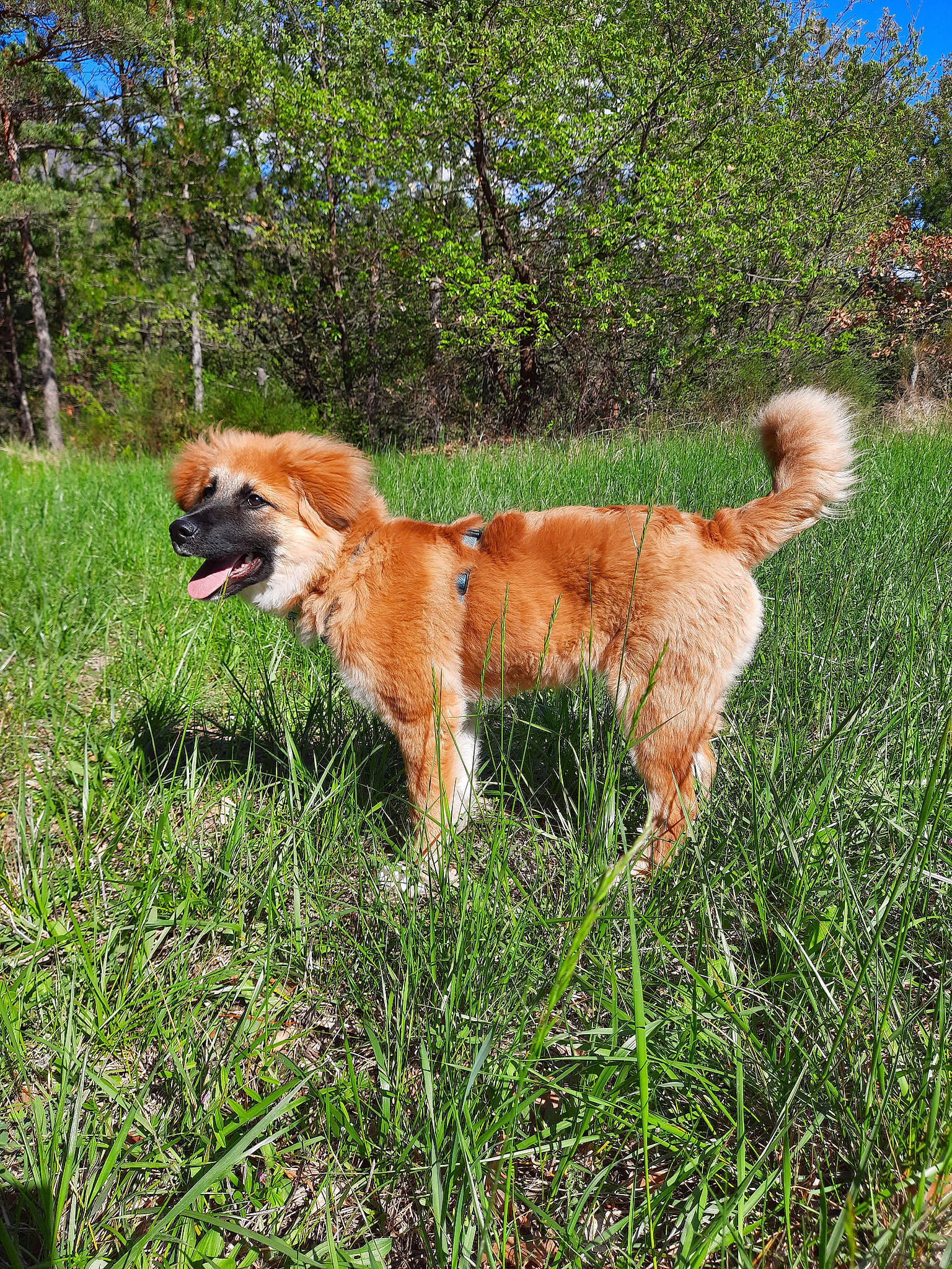 Scotty a rejoint le concours — aidez-le/la à gagner de superbes lots ! canidae, carnivore, companion_dog, dog, dog_breed, fawn, grass, grassland, gun_dog, liver, plant, sporting_group, tail, terrestrial_animal, tree, working_dog