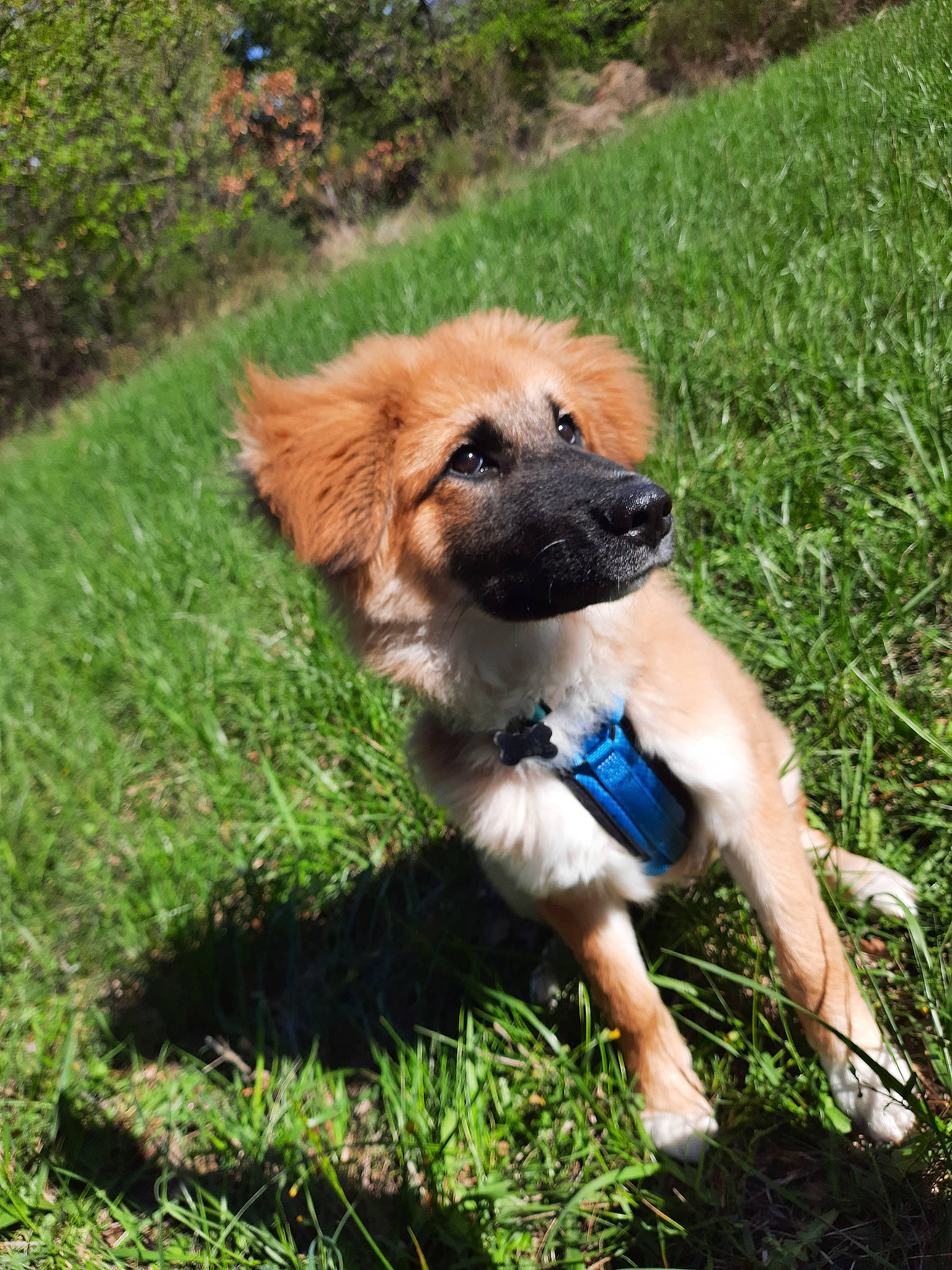 Scotty a rejoint le concours — aidez-le/la à gagner de superbes lots ! adventure, canidae, carnivore, companion_dog, dog, dog_breed, fawn, fur, grass, grassland, liver, plant, puppy, snout, sporting_group, tail, terrestrial_animal, tree, working_animal, working_dog