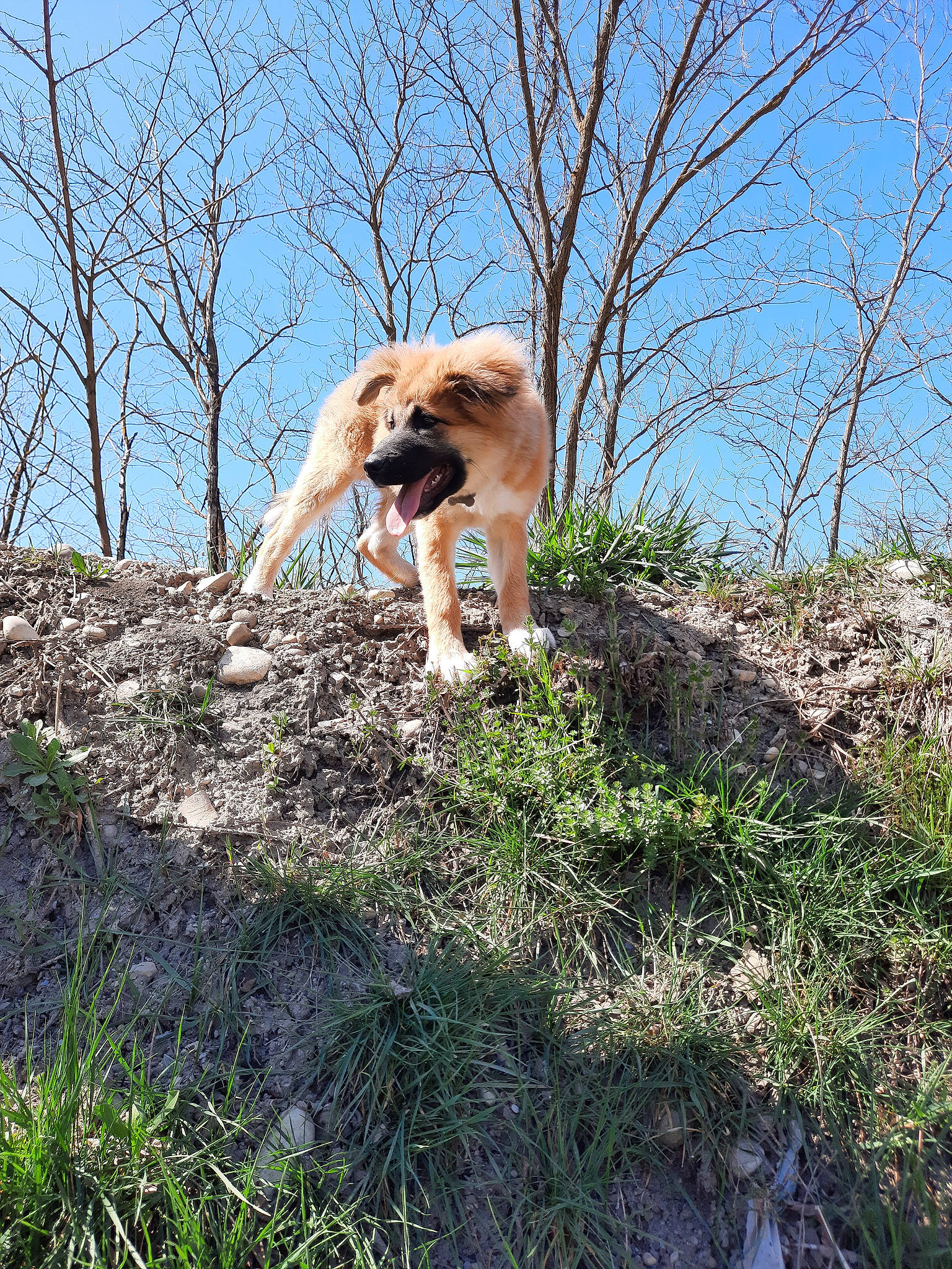 Scotty participe au concours pour gagner de l'argent avec cette photo : adventure, canidae, carnivore, companion_dog, dog, dog_breed, fawn, grass, plant, retriever, rock, shrubland, sky, soil, sporting_group, tail, terrestrial_animal, tree, walking, working_animal