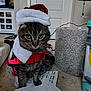 animal, carpet, cat, cute, door, eyes, festive, floor, fur, furniture, holiday_costume, home, indoor, papers, pet, red, santa_hat, tabby_cat, whiskers, white