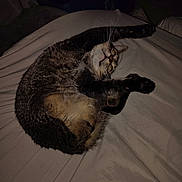 Two is registered to the contest to win money with this photo: animal, bed, cat, cozy, curled_up, cute, domestic, feline, fur, indoor, lying_down, paws, pet, relaxed, resting, sheet, sleepy, stretching, tabby, whiskers