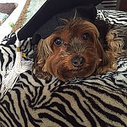 Coco is registered to the contest to win money with this photo: dog, graduation_cap, pet, zebra_striped_blanket, brown_fur, black_fur, animal, cute, indoors, carpet, resting, portrait, small_dog, face, fur, tassel, looking_up, cozy, furniture, home