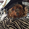 dog, graduation_cap, pet, zebra_striped_blanket, brown_fur, black_fur, animal, cute, indoors, carpet, resting, portrait, small_dog, face, fur, tassel, looking_up, cozy, furniture, home