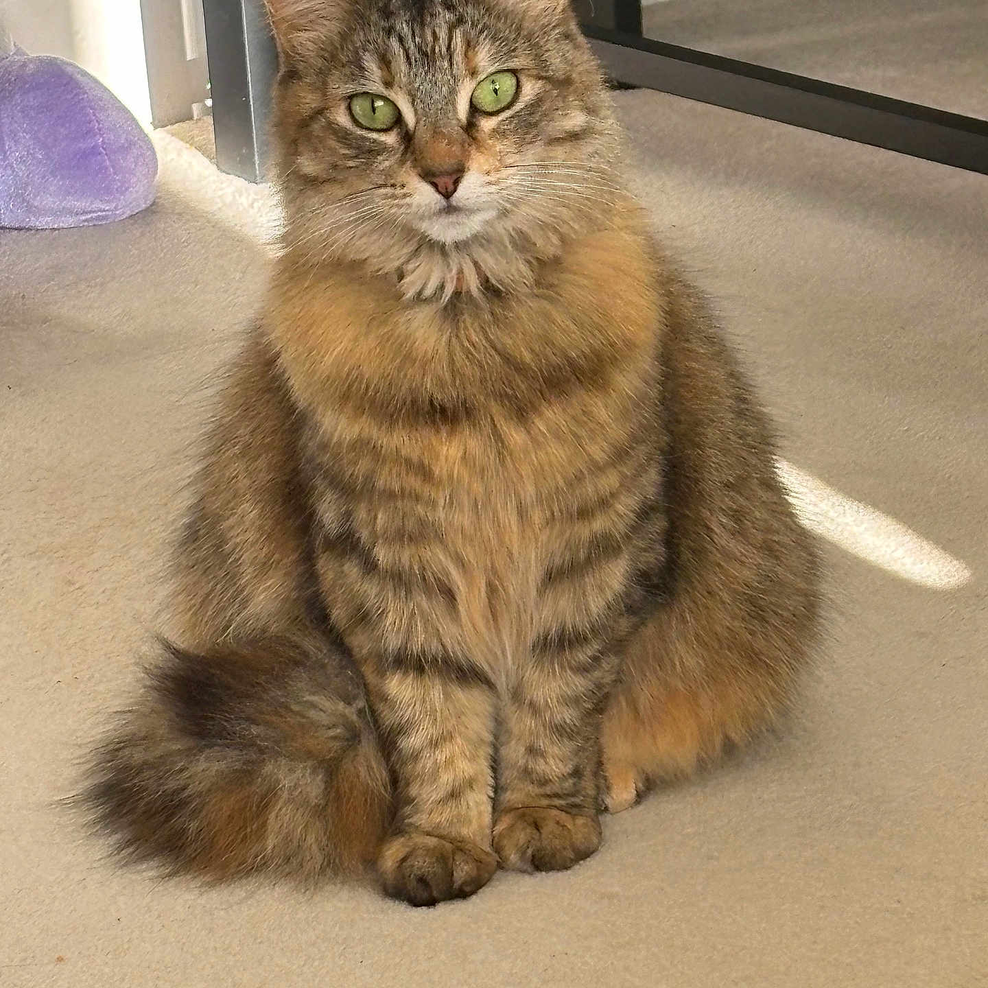 Stella joined the competition — help win amazing prizes! carpet, cat, cozy, cute, domestic_animal, feline, fluffy_fur, furniture, green_eyes, indoor, looking_at_camera, paws, pet, plush_toy, sitting, striped, sunlight, tabby, tail, whiskers