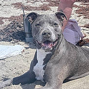 Kaya is registered to the contest to win money with this photo: dog, beach, sand, smiling, pet, canine, seaweed, sunlight, outdoor, animal, happy, relaxed, nature, summer, portrait, human_legs, bag, daytime, closeup, playful