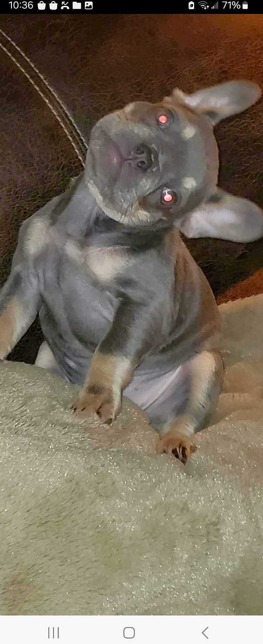 Stella is registered to the contest to win money with this photo: art, bulldog, canidae, carnivore, companion_dog, dog, dog_breed, ear, fawn, felidae, liver, paw, sculpture, snout, sporting_group, tail, terrestrial_animal, whiskers, working_animal, wrinkle