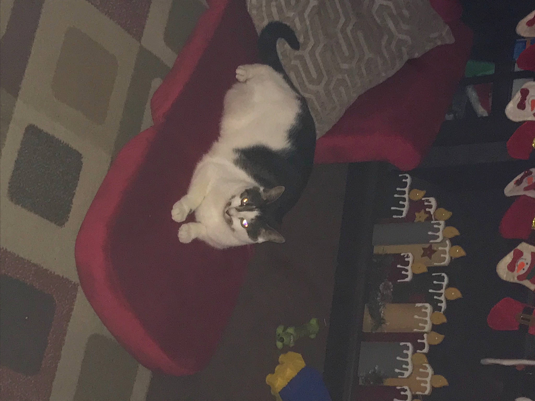 Spring joined the competition — help win amazing prizes! brown, carmine, carnivore, cat, comfort, darkness, dog_breed, domestic_short_haired_cat, fawn, felidae, flooring, fur, hardwood, night, room, small_to_medium_sized_cats, tail, tree, whiskers, wood