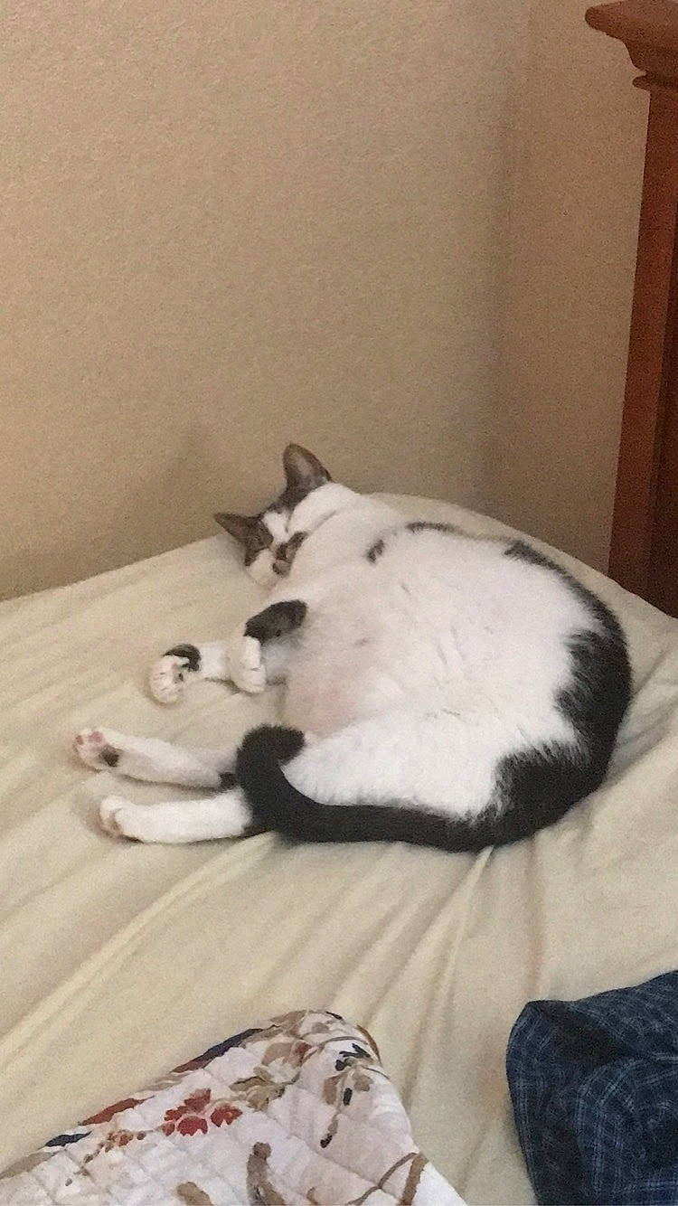 Spring is registered to the contest to win money with this photo: bedding, canidae, carnivore, cat, comfort, companion_dog, dog_breed, domestic_short_haired_cat, fawn, felidae, flooring, fur, hardwood, linens, paw, small_to_medium_sized_cats, snout, sporting_group, tail, whiskers