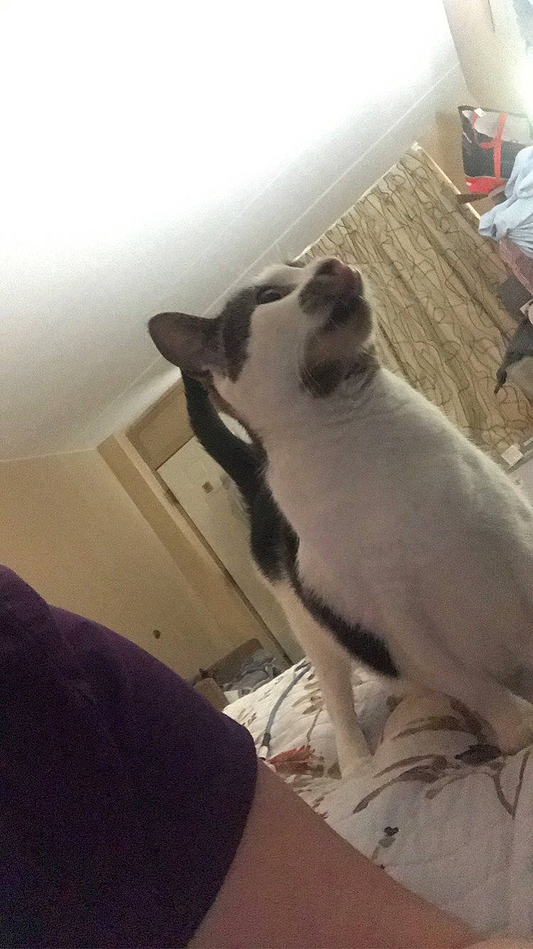 Spring joined the competition — help win amazing prizes! carnivore, cat, comfort, domestic_short_haired_cat, felidae, flooring, fur, hardwood, paw, small_to_medium_sized_cats, snout, tail, whiskers, window, wood