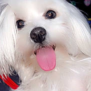 Nala a rejoint le concours — aidez-le/la à gagner de superbes lots ! dog, white_dog, tongue_out, fluffy, pet, cute, close_up, indoor, animal, nose, eyes, playful, fur, toy, happy, portrait, companion, friendly, domestic_animal, pet_accessory