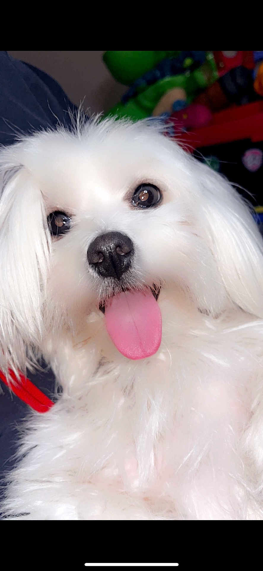 Nala a rejoint le concours — aidez-le/la à gagner de superbes lots ! dog, white_dog, tongue_out, fluffy, pet, cute, close_up, indoor, animal, nose, eyes, playful, fur, toy, happy, portrait, companion, friendly, domestic_animal, pet_accessory