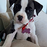 Tahyla participe au concours pour gagner de l'argent avec cette photo : puppy, dog, pet, black_and_white, close_up, collar, tag, ribbon, blanket, indoor, cute, young, fur, animal, mammal, face, whiskers, paw, resting, curious