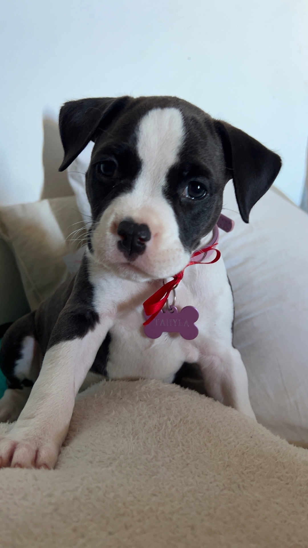 Tahyla participe au concours pour gagner de l'argent avec cette photo : puppy, dog, pet, black_and_white, close_up, collar, tag, ribbon, blanket, indoor, cute, young, fur, animal, mammal, face, whiskers, paw, resting, curious