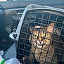 cat, tabby, pet_carrier, car_interior, paw, bars, grumpy, mid_meow, vehicle, seat, window, door_handle, reflection, daylight, feline, trapped, animal, close_up, transportation, expression