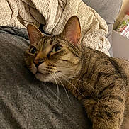 Circe joined the competition — help win amazing prizes! animal, blanket, cat, close_up, cozy, cream, curious, ears, feline, fur, grey, indoor, knitted, lying_down, pet, relaxed, resting, soft, tabby, whiskers