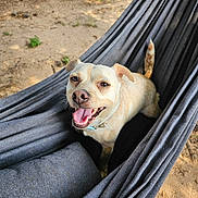 Jet joined the competition — help win amazing prizes! dog, hammock, outdoor, smiling, happy, pet, animal, tongue_out, fence, sunlight, canine, playful, domestic_animal, leash, collar, tail, fur, nature, ground, relaxation