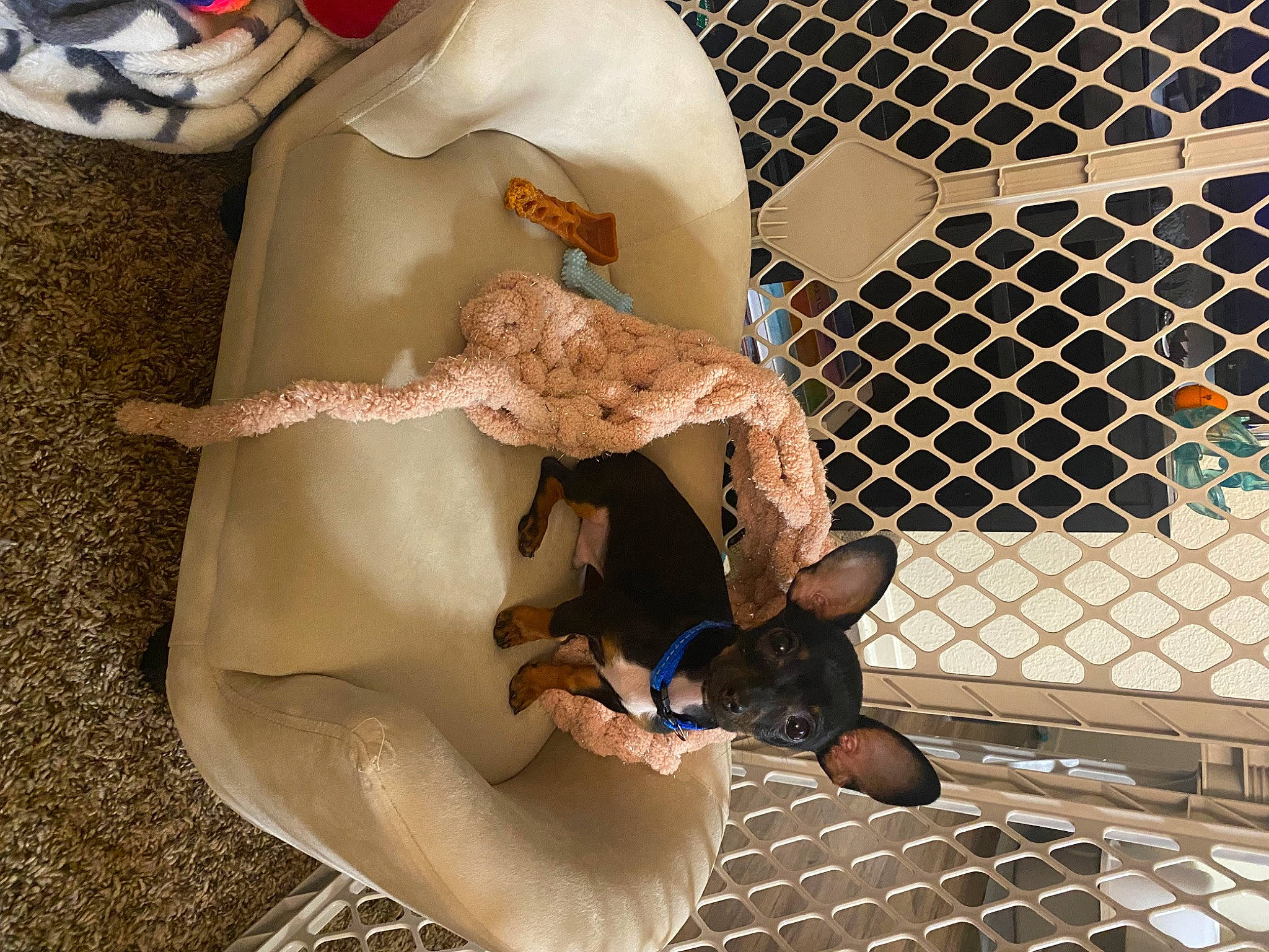 Knight joined the competition — help win amazing prizes! baby_products, child, comfort, fawn, fun, human_leg, leisure, mesh, metal, pattern, recreation, sitting, tail, thigh, toy, tree