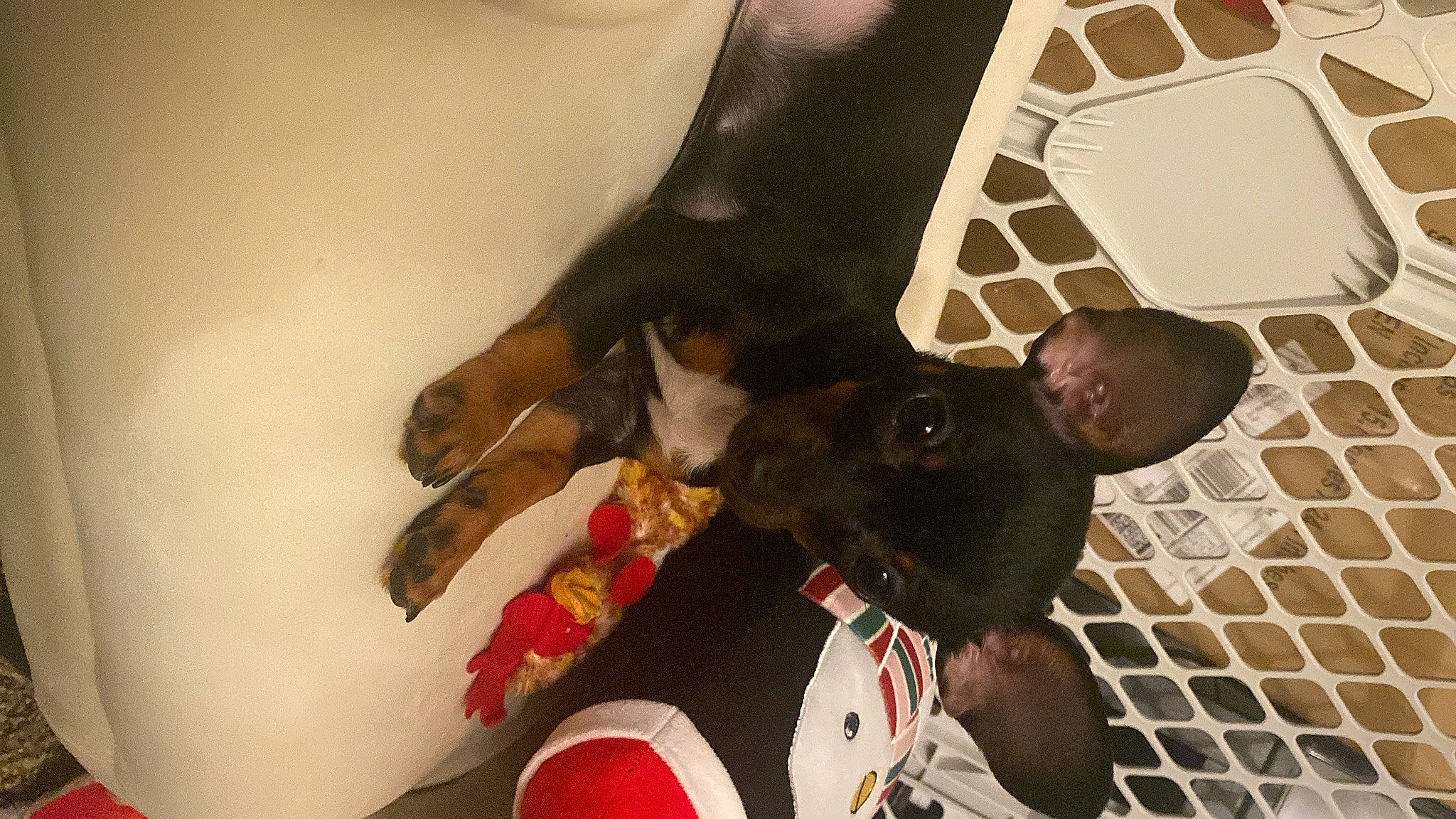 Knight is registered to the contest to win money with this photo: ball, carnivore, comfort, companion_dog, dog, dog_breed, dog_supply, fawn, flooring, football, fur, guard_dog, linens, non_sporting_group, pattern, paw, snout, sporting_group, sports_equipment, working_animal