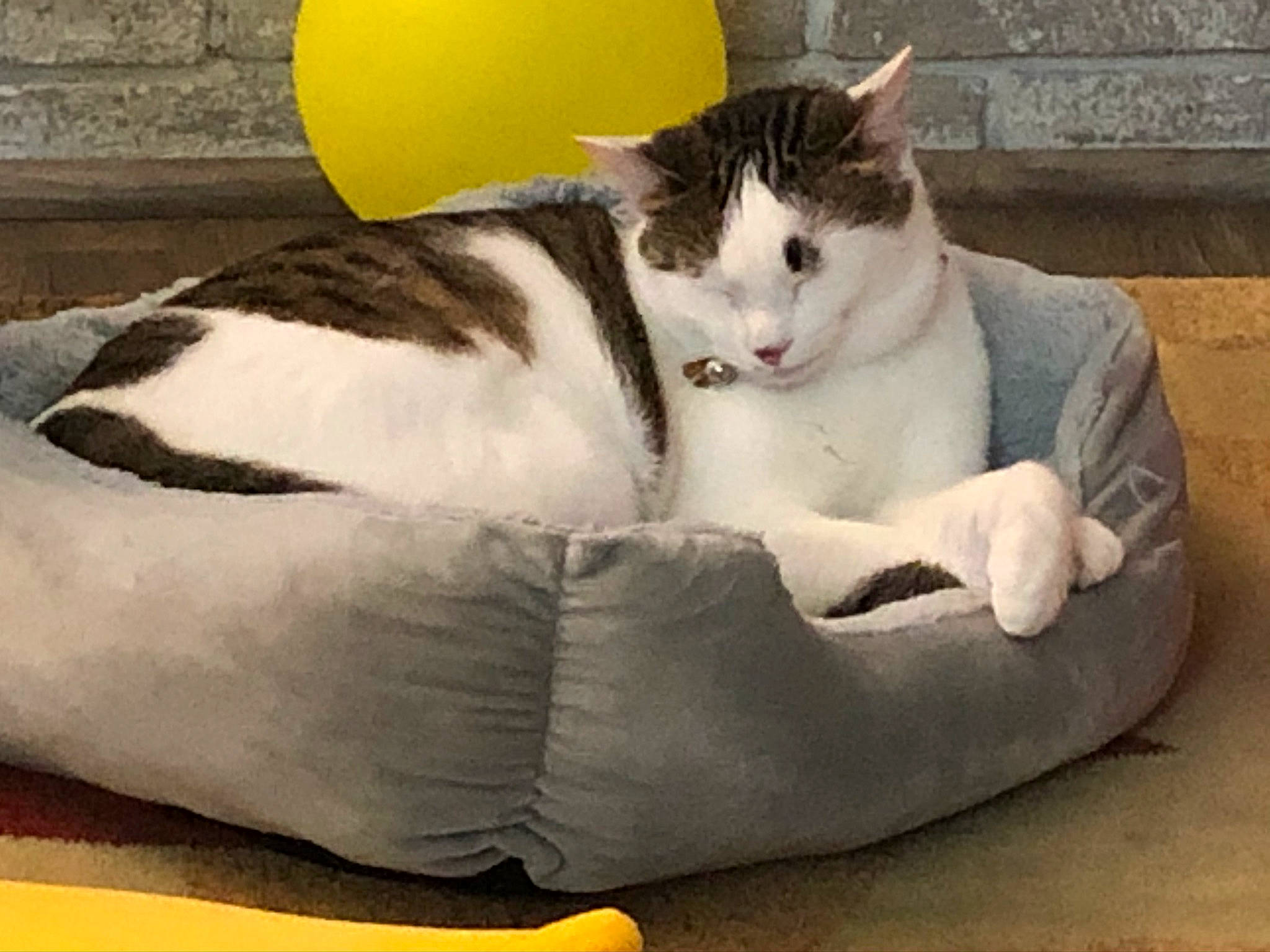 Brittle is registered to the contest to win money with this photo: bean_bag_chair, carnivore, cat, cat_bed, comfort, domestic_short_haired_cat, felidae, furniture, kitten, small_to_medium_sized_cats, whiskers