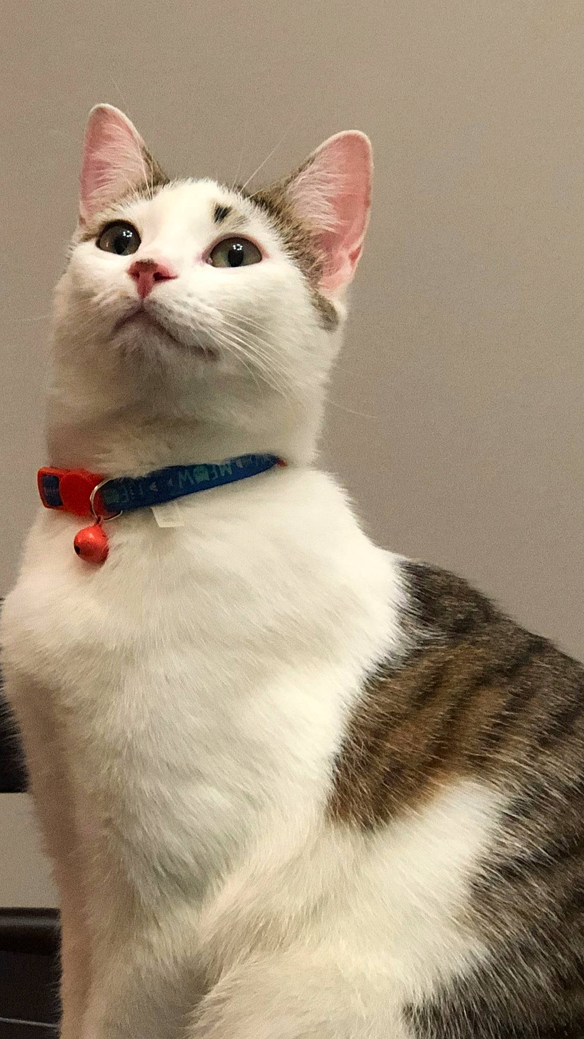 Brittle is registered to the contest to win money with this photo: aegean_cat, american_wirehair, asian, carnivore, cat, domestic_short_haired_cat, eye, felidae, fur, japanese_bobtail, khao_manee, kitten, mammal, small_to_medium_sized_cats, snout, tail, turkish_angora, turkish_van, vertebrate, whiskers