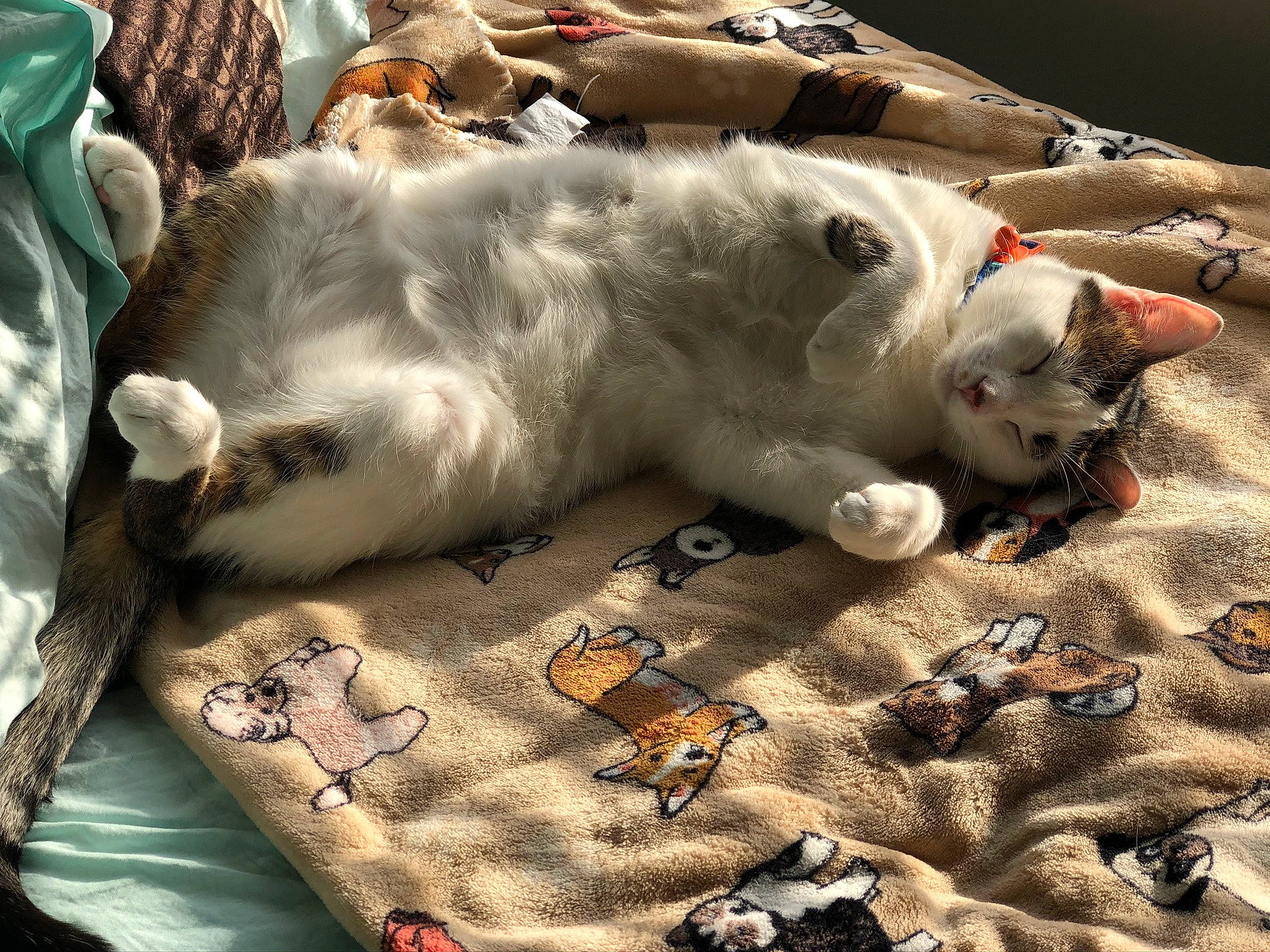 Brittle is registered to the contest to win money with this photo: canidae, carnivore, cat, felidae, fur, kitten, nap, paw, small_to_medium_sized_cats