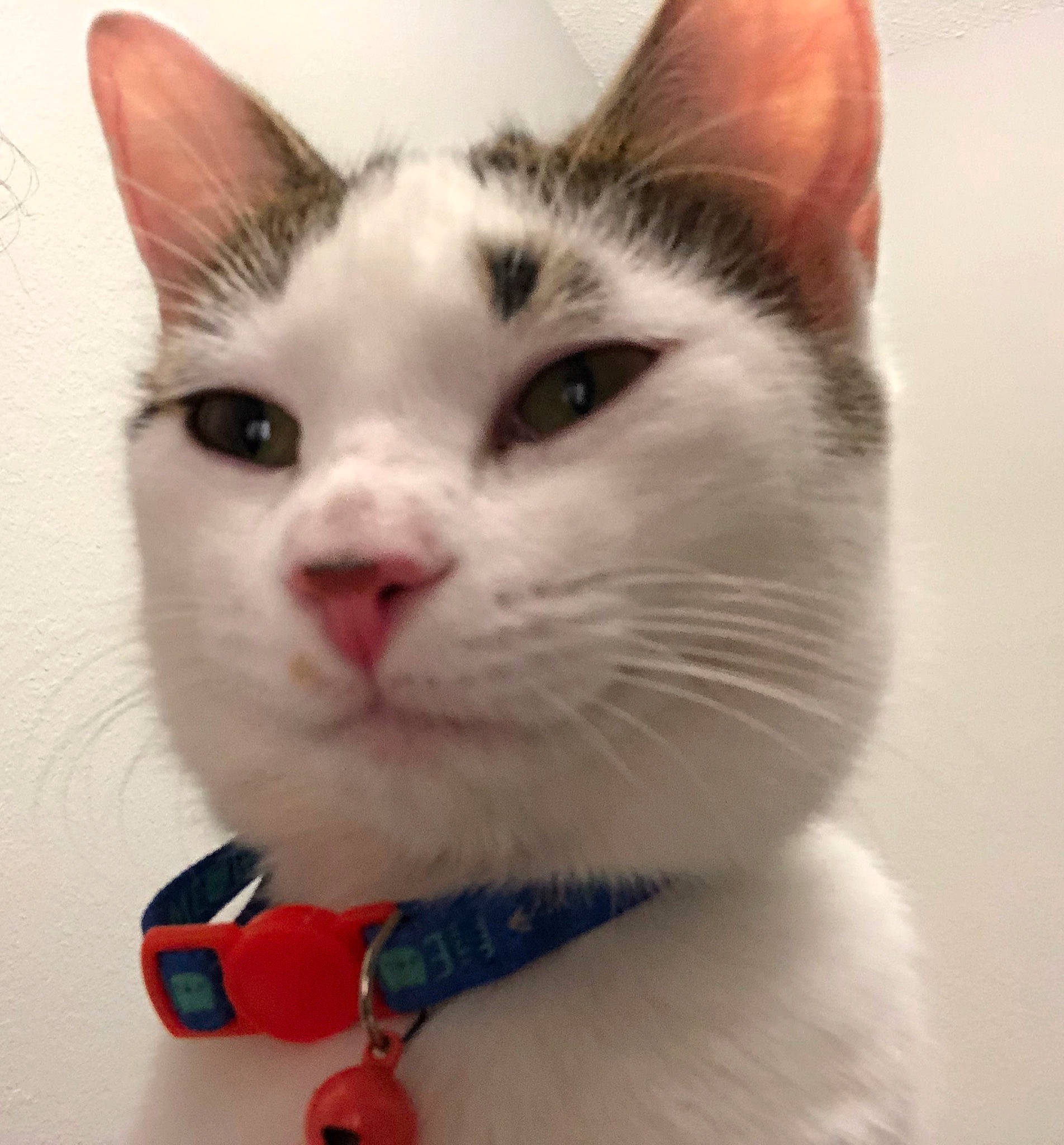 Brittle joined the competition — help win amazing prizes! aegean_cat, american_wirehair, carnivore, cat, domestic_short_haired_cat, ear, eye, felidae, fur, japanese_bobtail, kitten, mammal, nose, small_to_medium_sized_cats, snout, tail, turkish_angora, turkish_van, whiskers, white