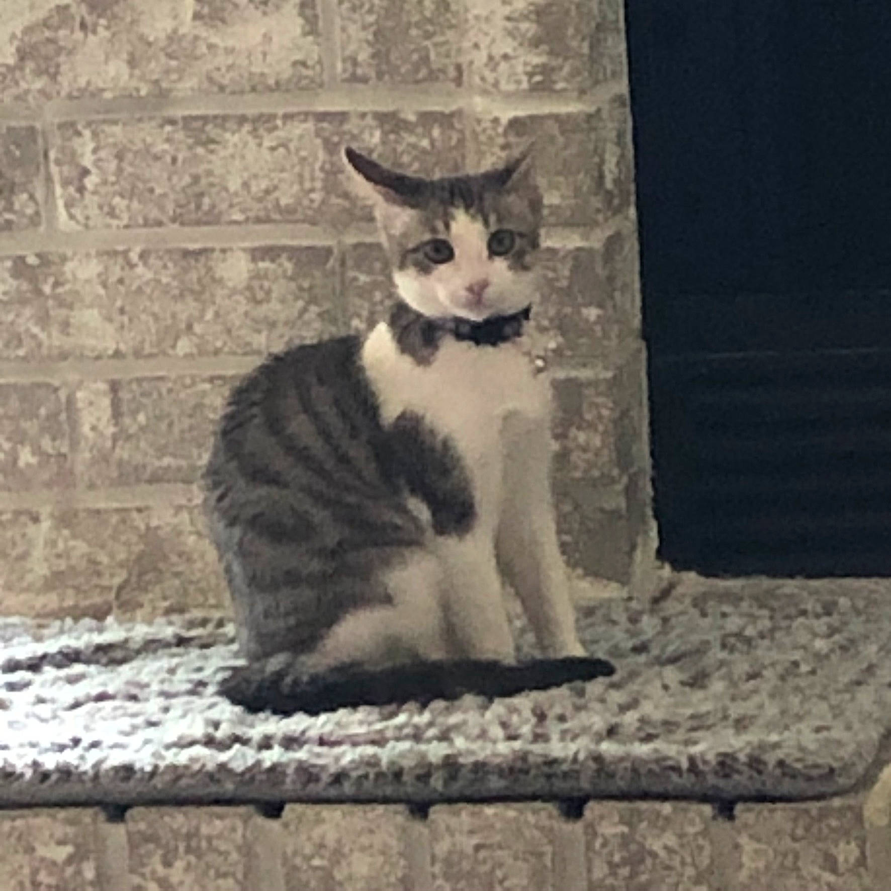 Misty joined the competition — help win amazing prizes! aegean_cat, american_wirehair, black_and_white, carnivore, cat, domestic_short_haired_cat, european_shorthair, felidae, fur, kitten, ojos_azules, polydactyl_cat, sitting, small_to_medium_sized_cats, snout, tail, whiskers, window