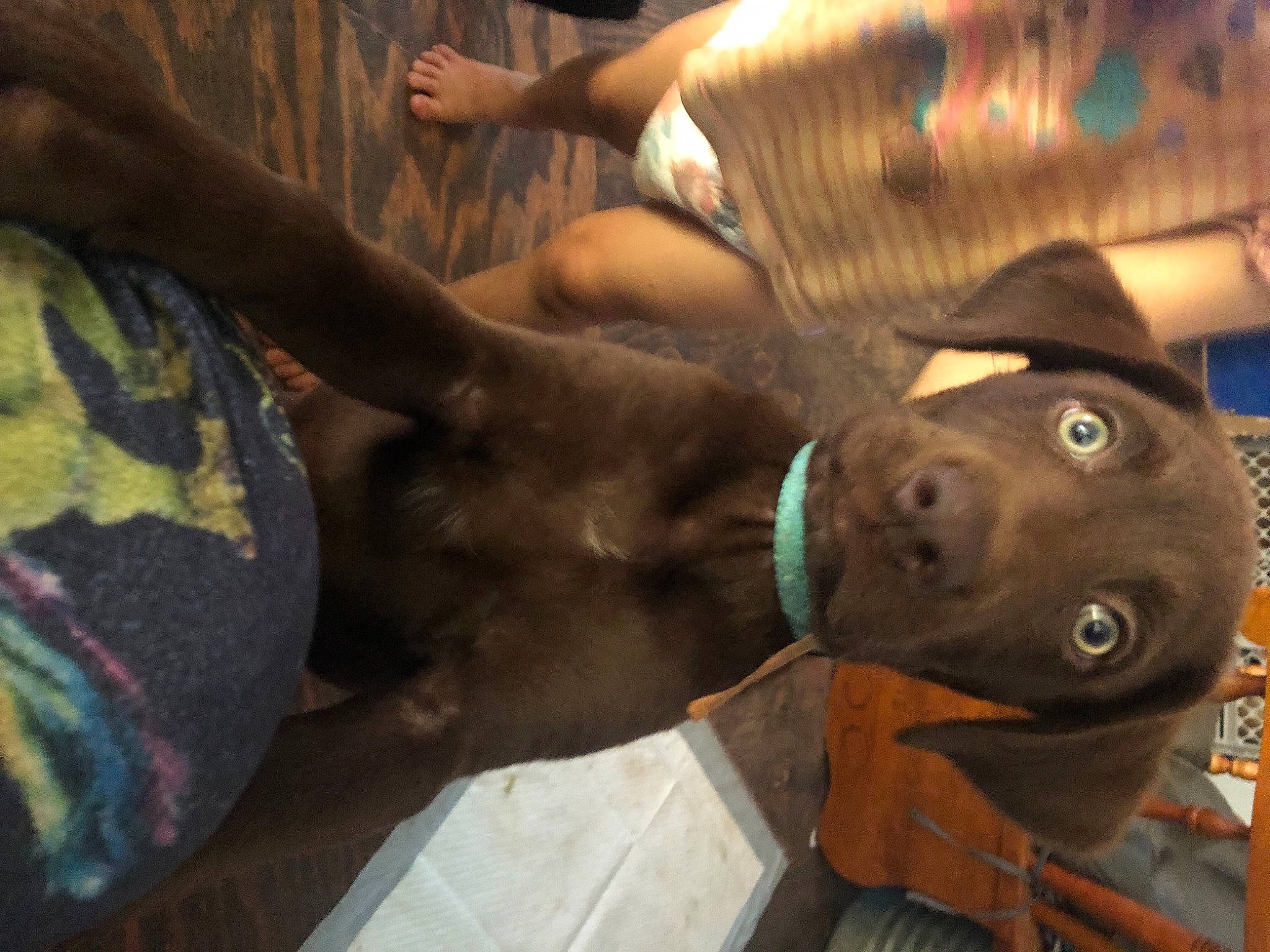 Zuma joined the competition — help win amazing prizes! canidae, carnivore, collar, comfort, companion_dog, dog, dog_breed, dog_collar, ear, fashion_accessory, fawn, fur, guard_dog, helmet, liver, personal_protective_equipment, pet_supply, snout, sporting_group, working_animal