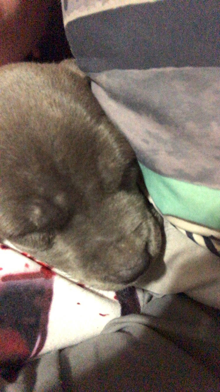 Molly joined the competition — help win amazing prizes! canidae, carnivore, collar, comfort, companion_dog, dog, dog_breed, fawn, fur, nap, non_sporting_group, sleep, sporting_group, tail, whiskers, working_animal