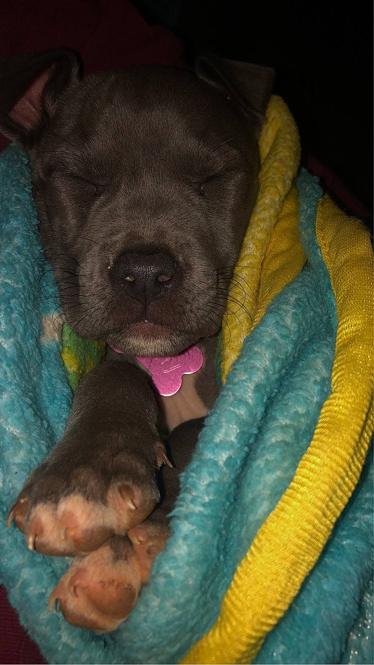 Molly is registered to the contest to win money with this photo: borador, canidae, carnivore, comfort, companion_dog, dog, dog_breed, dog_supply, fawn, fur, guard_dog, gun_dog, liver, nap, paw, snout, sporting_group, whiskers, working_animal, wrinkle