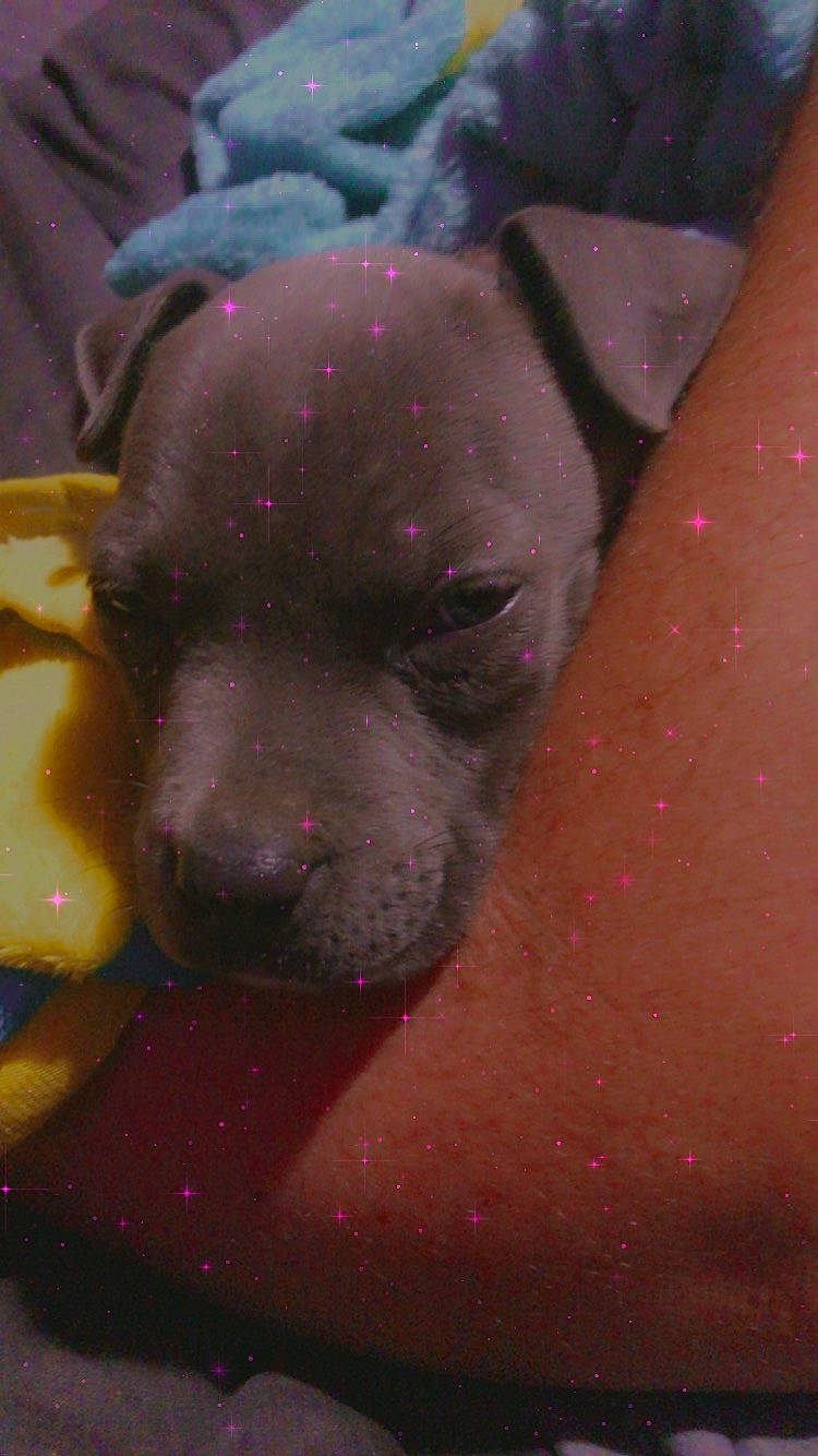 Molly is registered to the contest to win money with this photo: canidae, carnivore, companion_dog, dog, dog_breed, flesh, fur, guard_dog, magenta, non_sporting_group, paw, puppy, sporting_group, toy_dog, whiskers, working_animal, working_dog, wrinkle