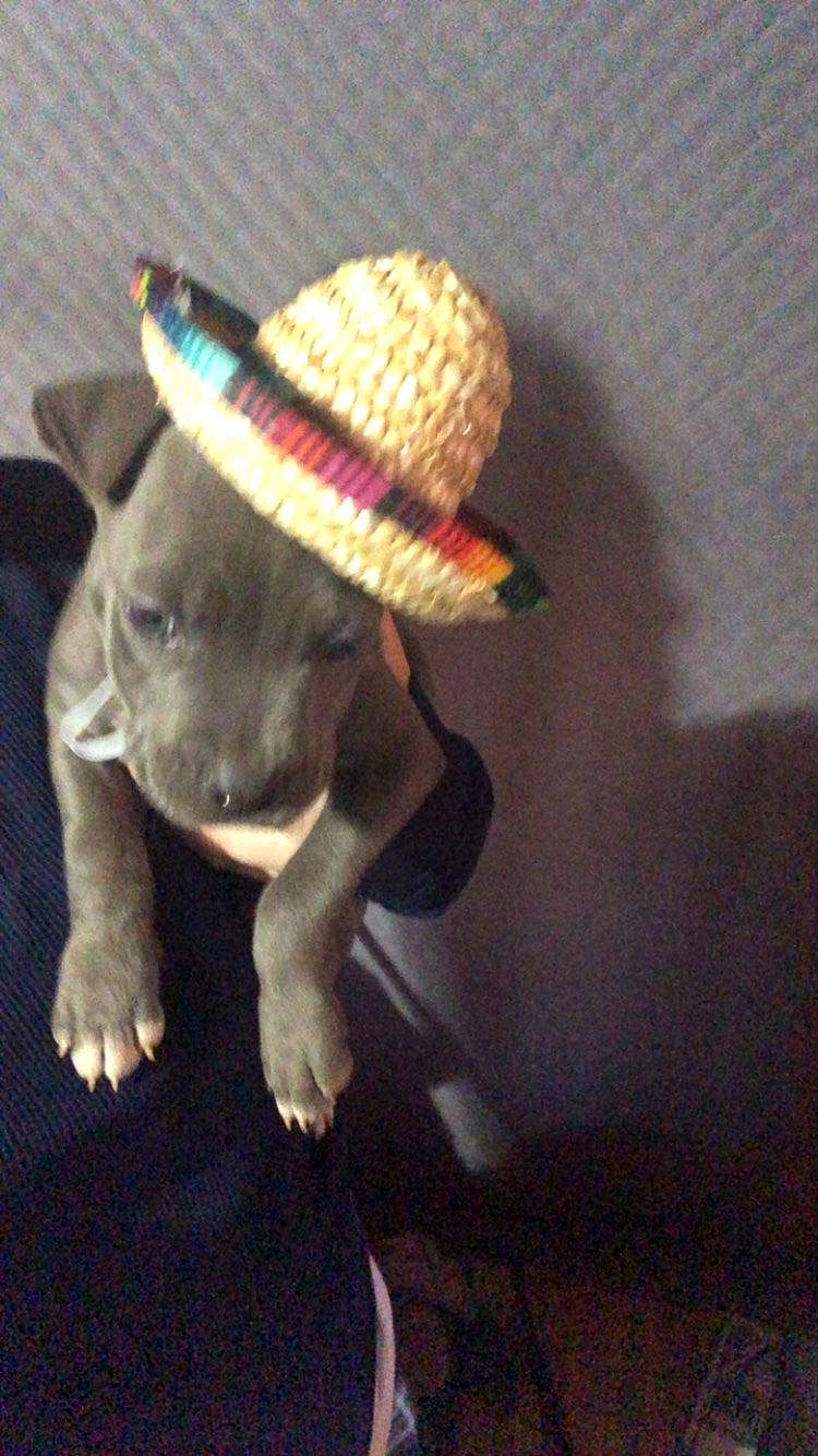 Molly joined the competition — help win amazing prizes! canidae, carnivore, companion_dog, costume_hat, dog, dog_breed, dog_clothes, dog_collar, ear, fashion_accessory, fawn, fur, hat, personal_protective_equipment, snout, sporting_group, sun_hat, tail, toy_dog, working_animal