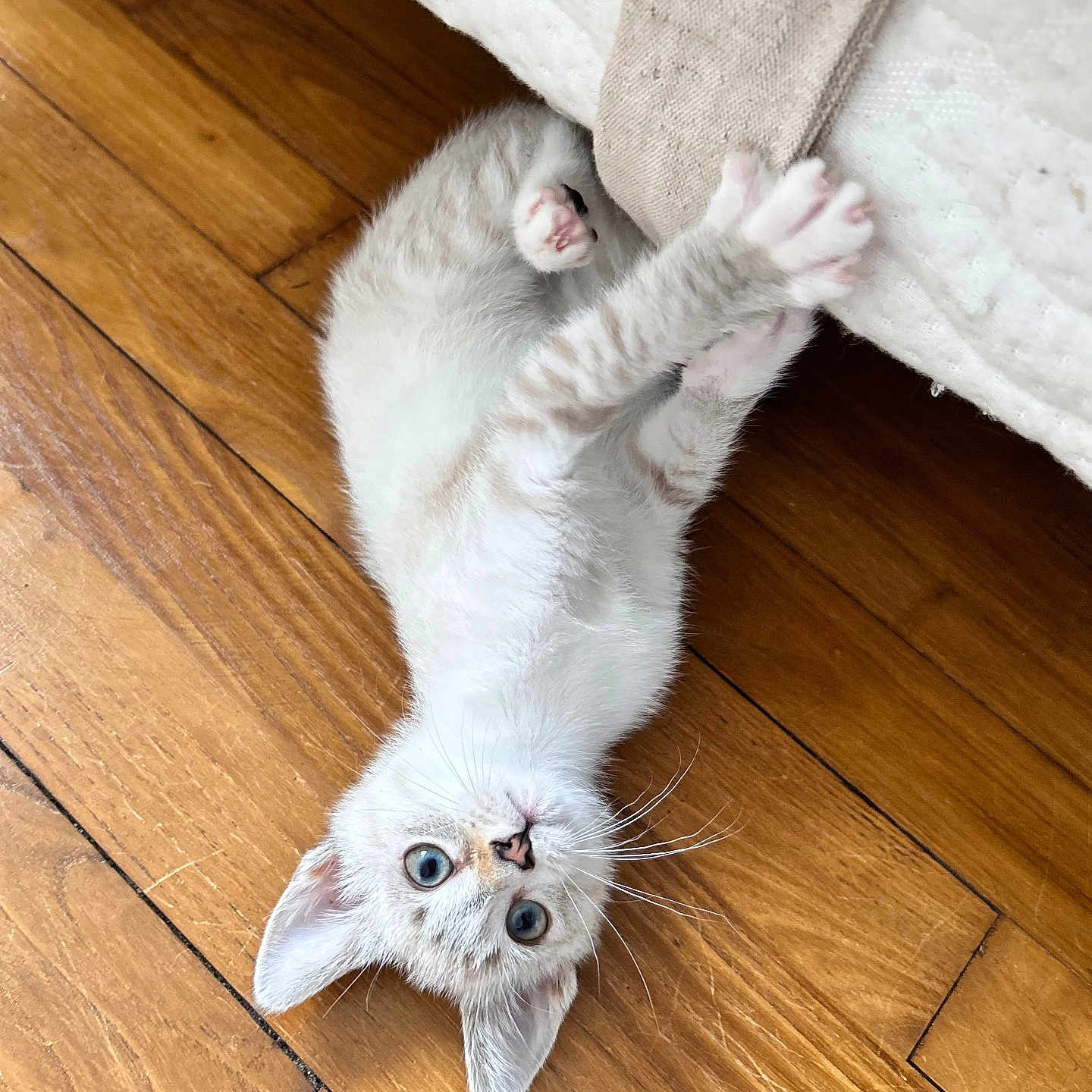 Plume a rejoint le concours — aidez-le/la à gagner de superbes lots ! kitten, cat, blue_eyes, playing, wooden_floor, paws, white_fabric, curious, cute, pet, animal, indoor, young, fur, whiskers, claws, small, lying_down, looking_up, domestic_cat