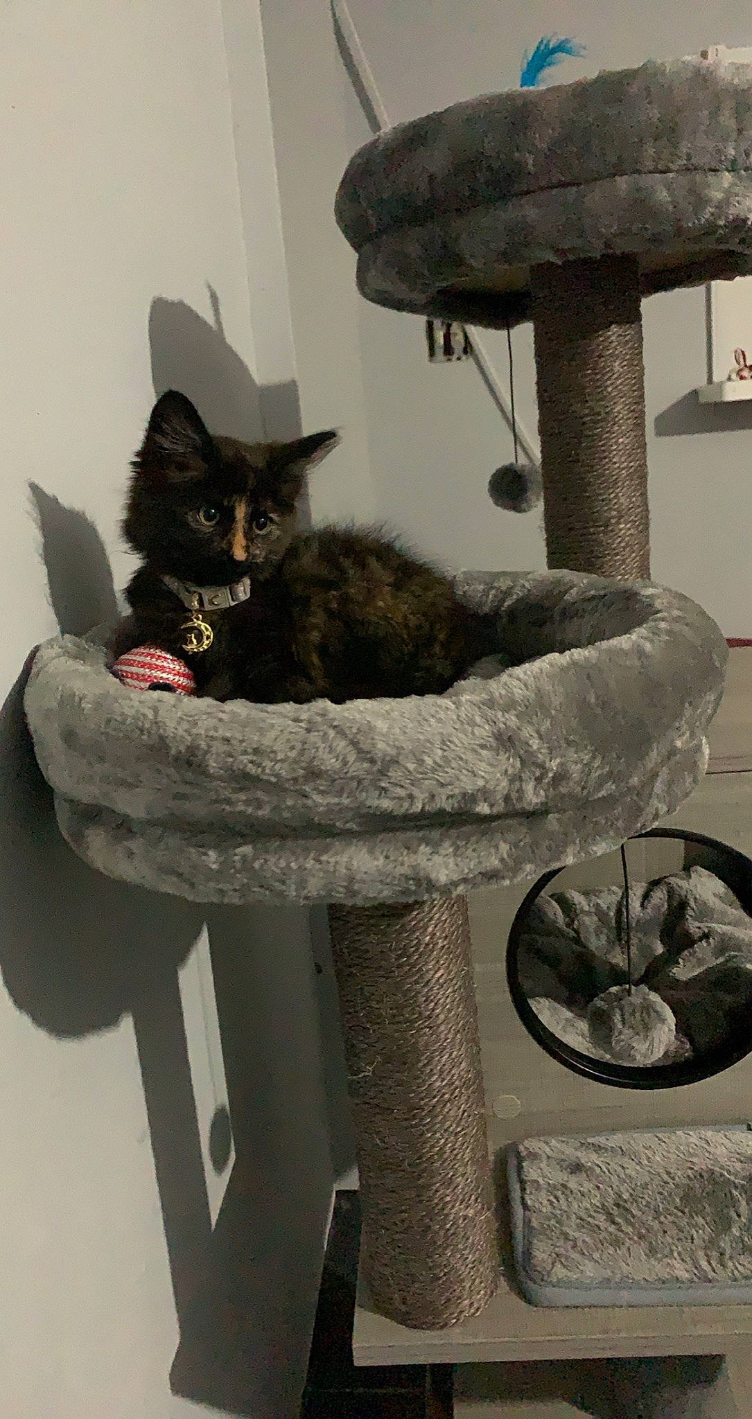 Nova joined the competition — help win amazing prizes! asian, black_cat, carnivore, cat, domestic_short_haired_cat, dragon_li, european_shorthair, felidae, german_rex, kitten, korat, polydactyl_cat, russian_blue, small_to_medium_sized_cats, whiskers