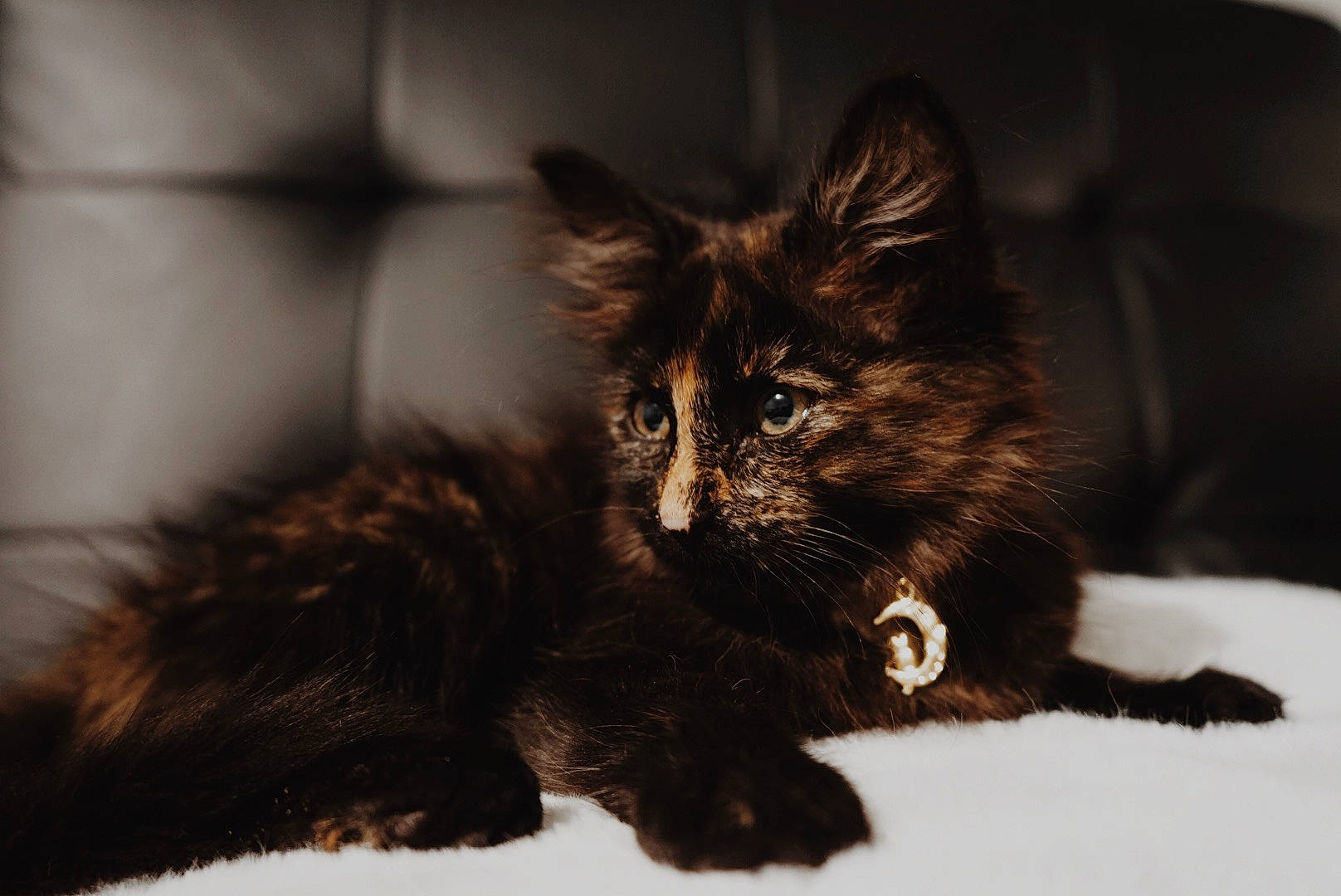 Nova joined the competition — help win amazing prizes! asian, black_and_white, black_cat, british_semi_longhair, carnivore, cat, domestic_long_haired_cat, ear, eye, felidae, fur, kitten, maine_coon, mammal, norwegian_forest_cat, small_to_medium_sized_cats, snout, whiskers