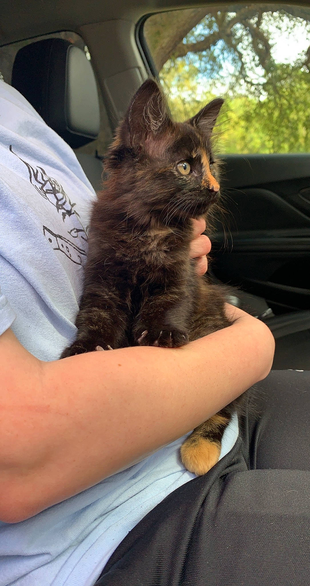 Nova joined the competition — help win amazing prizes! asian, british_semi_longhair, carnivore, cat, domestic_long_haired_cat, domestic_short_haired_cat, felidae, german_rex, kitten, maine_coon, mammal, nebelung, polydactyl_cat, small_to_medium_sized_cats, whiskers