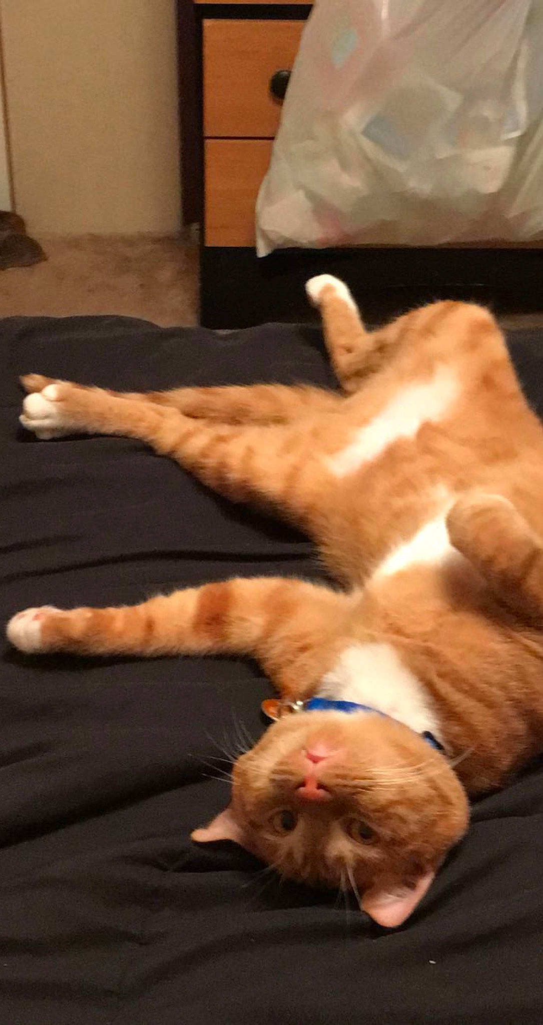 Chicken is registered to the contest to win money with this photo: carnivore, cat, felidae, human_body, leg