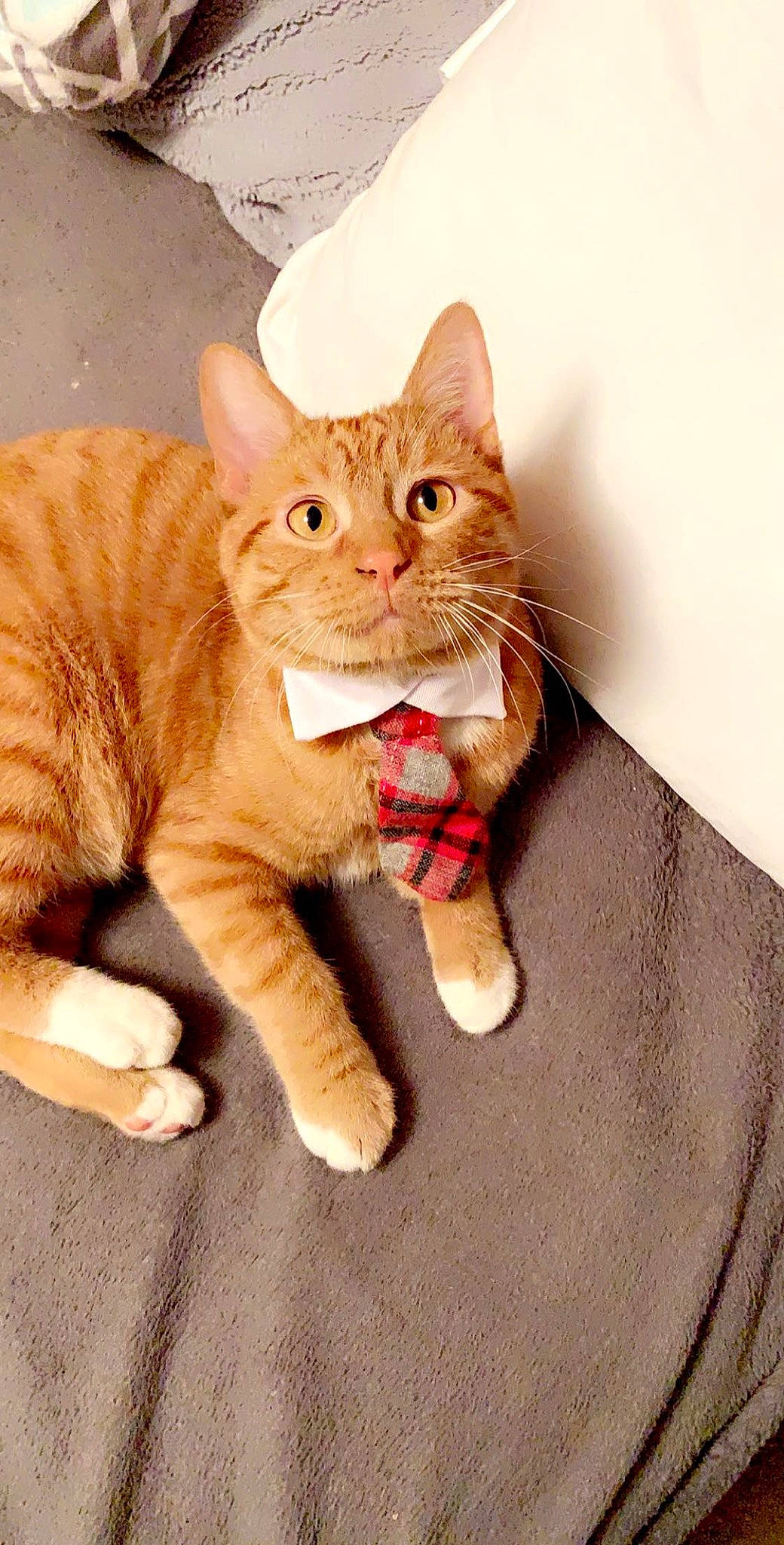 Chicken is registered to the contest to win money with this photo: arabian_mau, asian, australian_mist, carnivore, cat, claw, domestic_short_haired_cat, european_shorthair, fawn, felidae, german_rex, gesture, kitten, mammal, paw, polydactyl_cat, small_to_medium_sized_cats, tabby_cat, vertebrate, whiskers