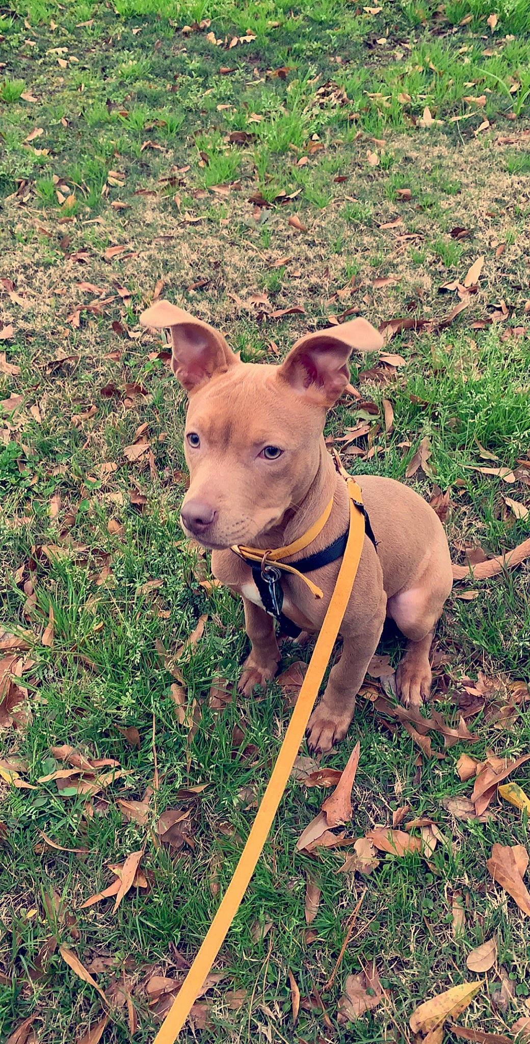 Honey joined the competition — help win amazing prizes! american_pit_bull_terrier, canidae, carnivore, dog, dog_breed, fawn, grass, hunting_dog, mammal, non_sporting_group, patterdale_terrier, pit_bull, plant, rare_breed_dog, snout, sporting_group, terrier, thai_ridgeback, vertebrate