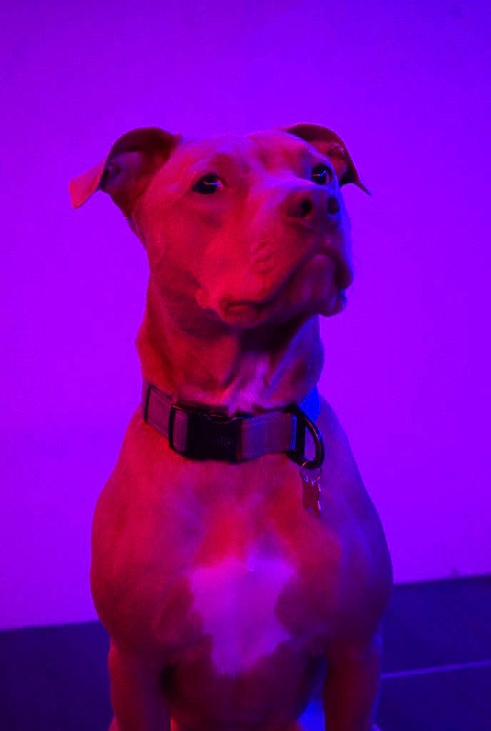 Honey joined the competition — help win amazing prizes! american_pit_bull_terrier, canidae, carnivore, collar, dog, dog_breed, dog_collar, fawn, magenta, non_sporting_group, pink, purple, snout, staffordshire_bull_terrier