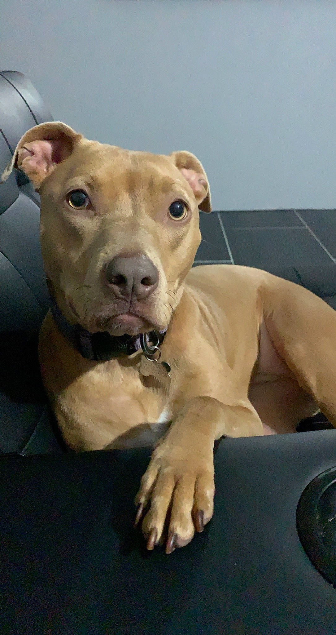 Honey joined the competition — help win amazing prizes! american_pit_bull_terrier, american_staffordshire_terrier, canidae, carnivore, dog, dog_breed, fawn, mammal, non_sporting_group, pit_bull, snout, vertebrate