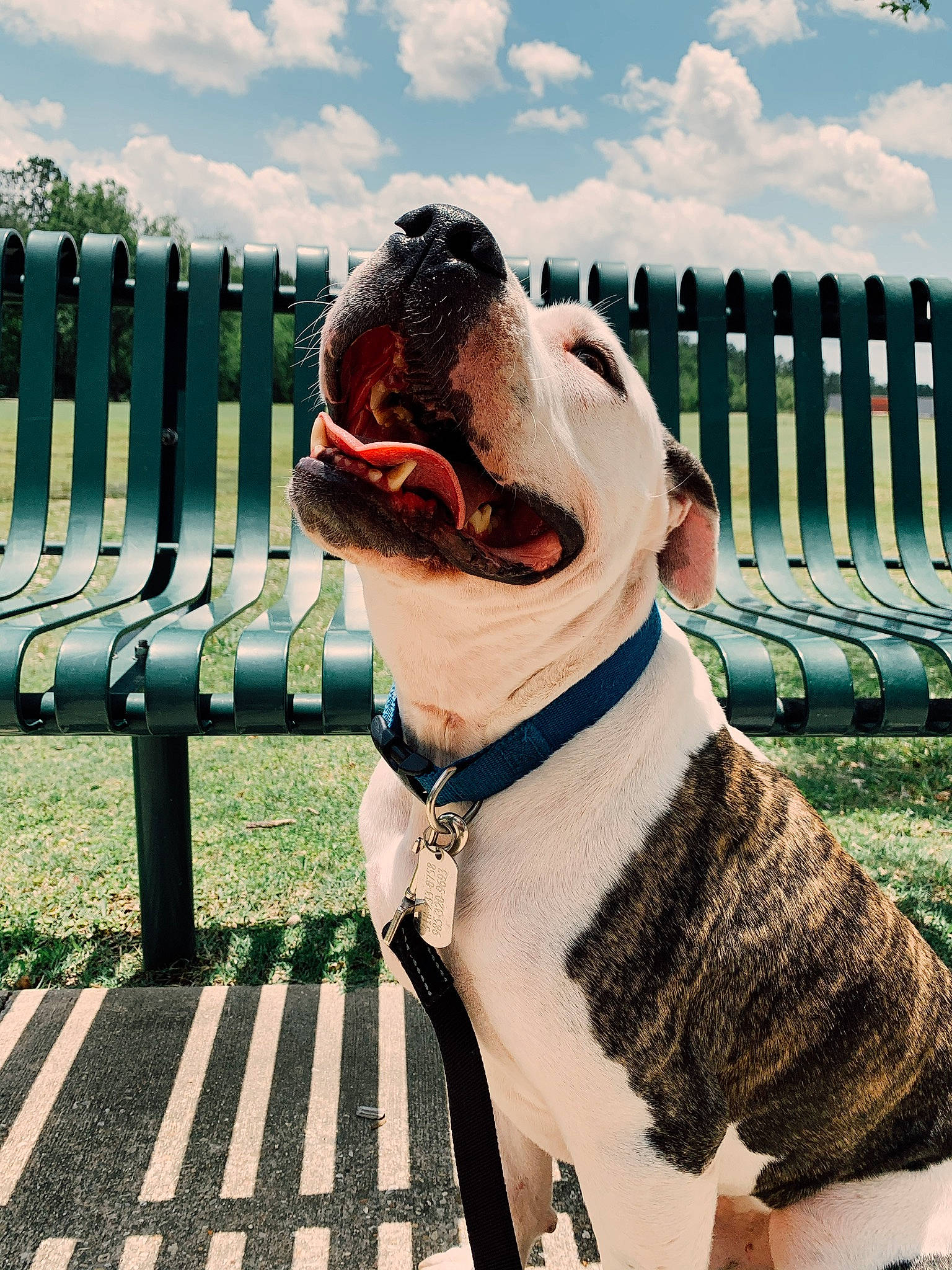Banksy is registered to the contest to win money with this photo: american_bulldog, american_staffordshire_terrier, canidae, carnivore, collar, companion_dog, dog, dog_breed, dog_collar, fawn, fence, guard_dog, leash, non_sporting_group, olde_english_bulldogge, pit_bull, snout, sporting_group, valley_bulldog