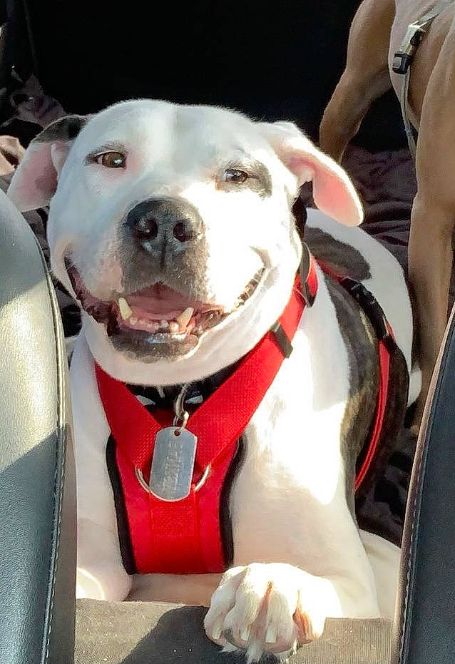 Banksy is registered to the contest to win money with this photo: american_bulldog, american_pit_bull_terrier, american_staffordshire_terrier, canidae, carnivore, collar, dog, dog_breed, dog_collar, fawn, leash, mammal, non_sporting_group, obedience_training, pit_bull, snout, sporting_group, staffordshire_bull_terrier