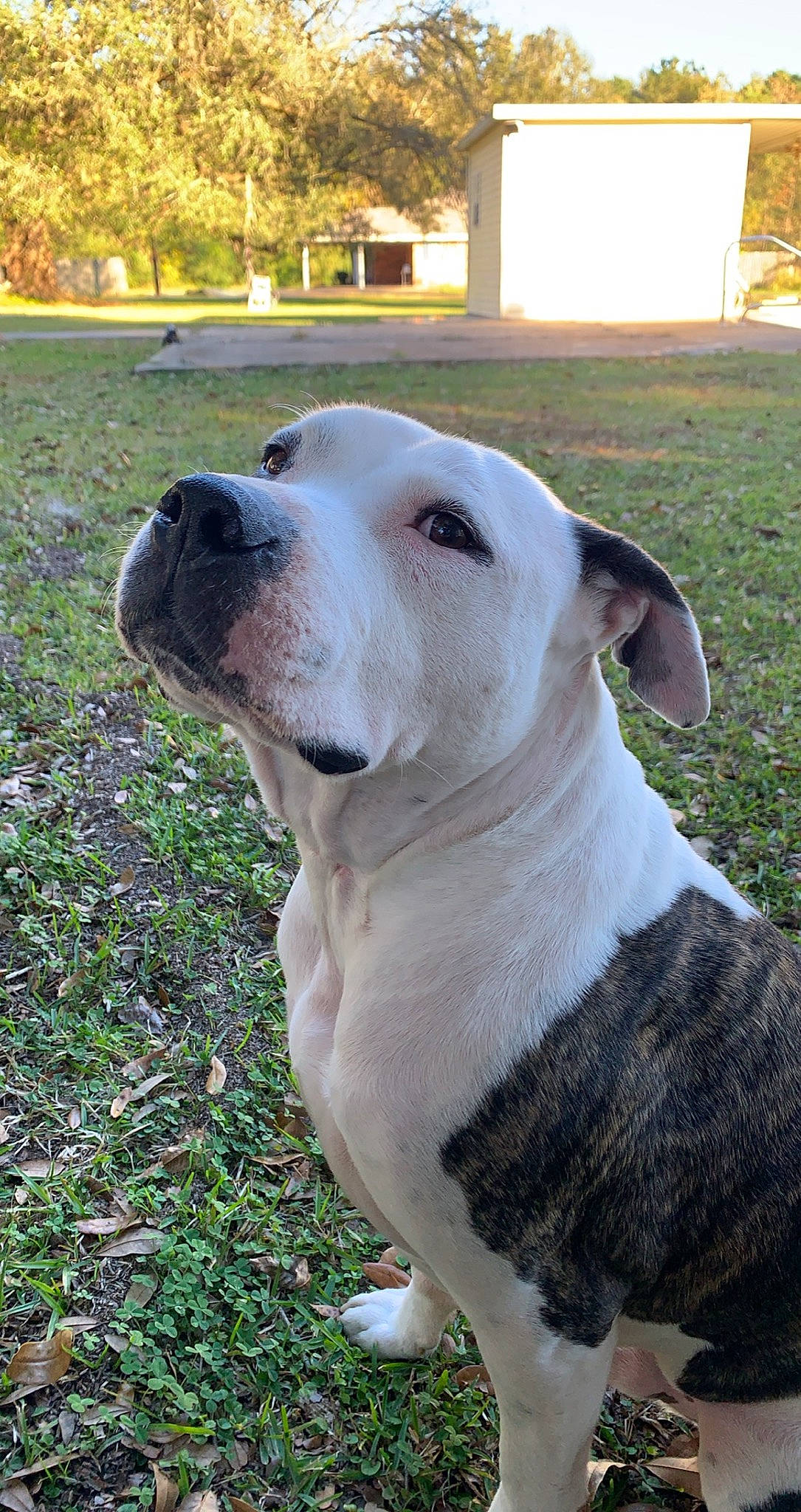 Banksy is registered to the contest to win money with this photo: american_bulldog, american_pit_bull_terrier, american_staffordshire_terrier, australian_bulldog, bulldog, bully_kutta, canidae, carnivore, catahoula_bulldog, dog, dog_breed, dogo_argentino, dogo_guatemalteco, dorset_olde_tyme_bulldogge, mammal, non_sporting_group, pit_bull, snout, valley_bulldog, vertebrate