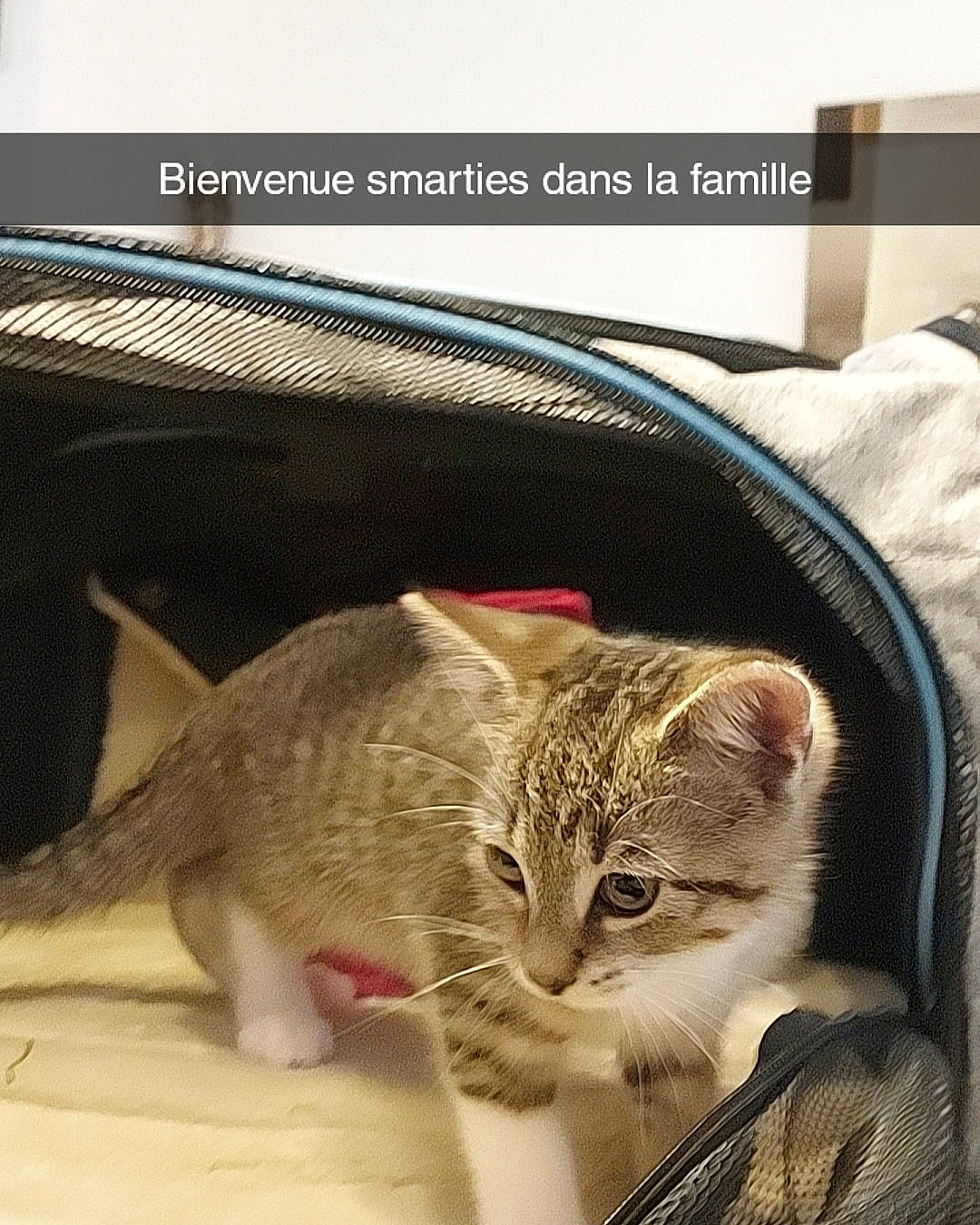 Smarties a rejoint le concours — aidez-le/la à gagner de superbes lots ! carnivore, cat, comfort, domestic_short_haired_cat, fawn, felidae, font, fur, paw, photo_caption, screenshot, sitting, sleeve, small_to_medium_sized_cats, snout, tail, terrestrial_animal, whiskers, wildlife, window