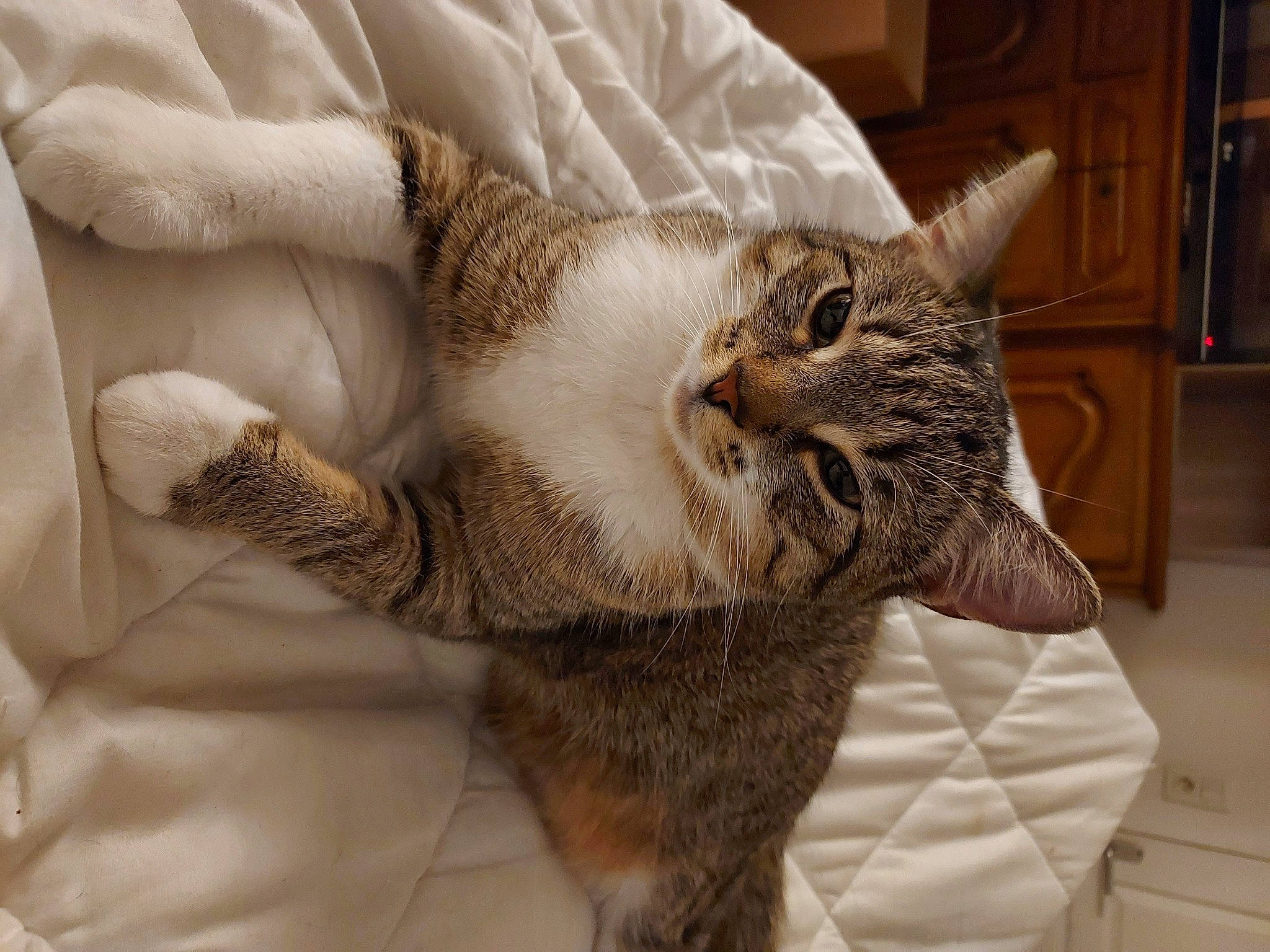 Smarties participe au concours pour gagner de l'argent avec cette photo : cabinetry, carnivore, cat, cat_bed, cat_supply, claw, comfort, domestic_short_haired_cat, fawn, felidae, fur, gesture, mammal, nap, paw, sleep, small_to_medium_sized_cats, snout, tail, whiskers