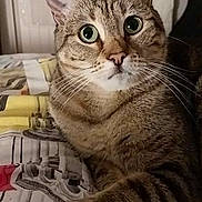 Plume a rejoint le concours — aidez-le/la à gagner de superbes lots ! cat, tabby, pet, animal, feline, indoor, bed, blanket, resting, curious, whiskers, ears, eyes, paw, striped, cute, domestic, fur, closeup, portrait